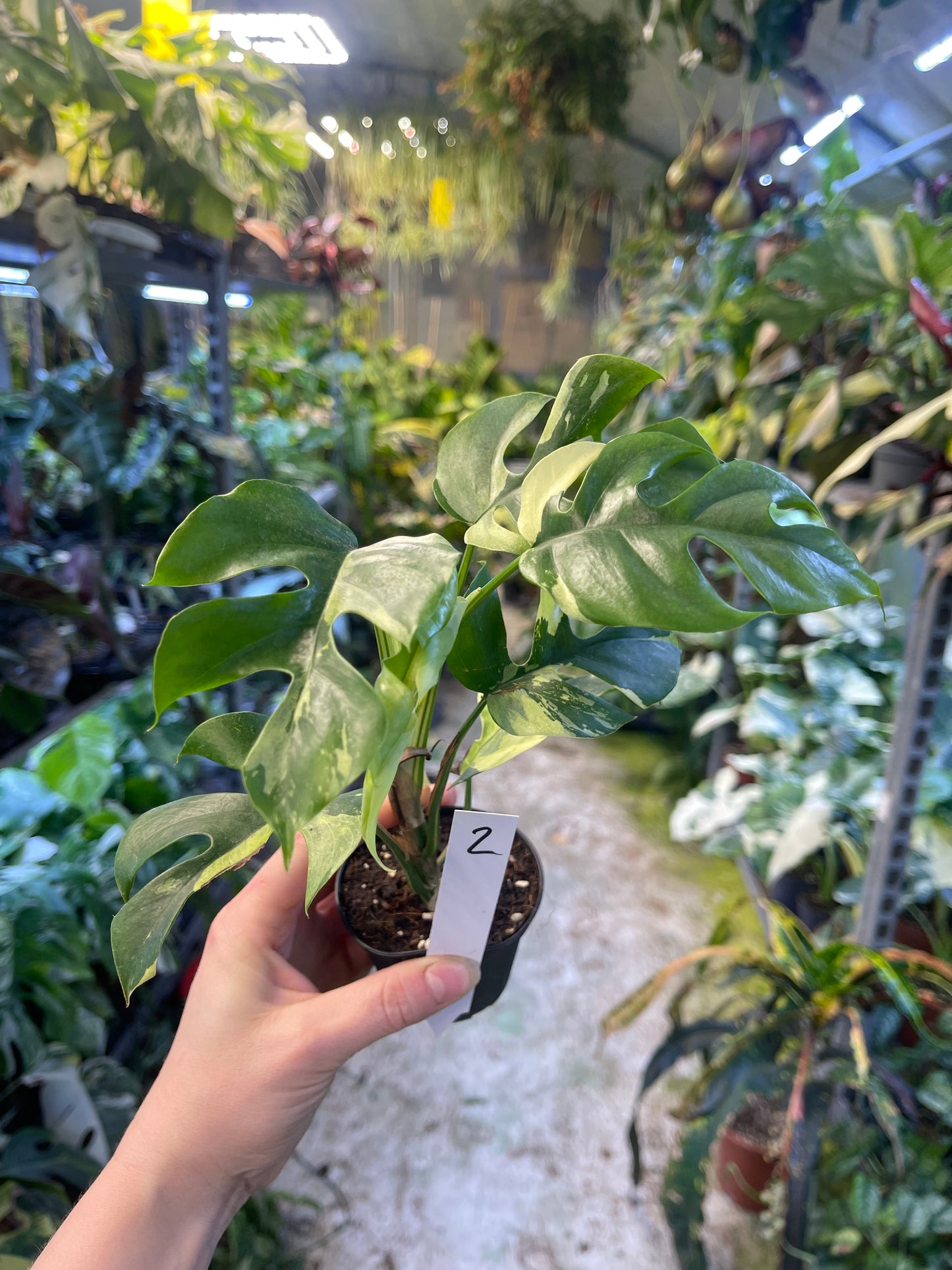 Monstera minima ALBO variegata / Rhaphidophora tetrasperma ALBO variegata
