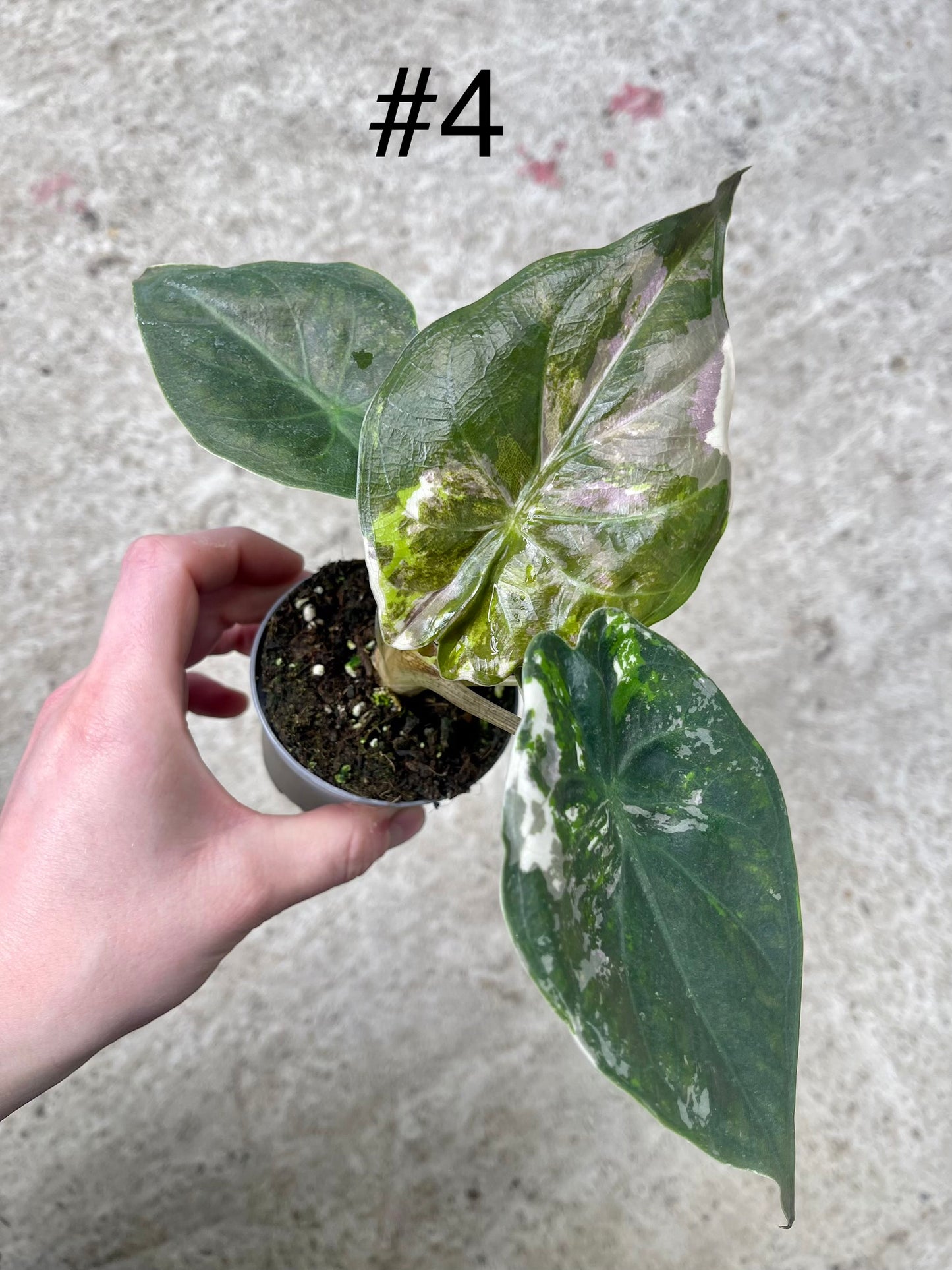 ALOCASIA WENTII PINK ALBO VARIEGATA NEW