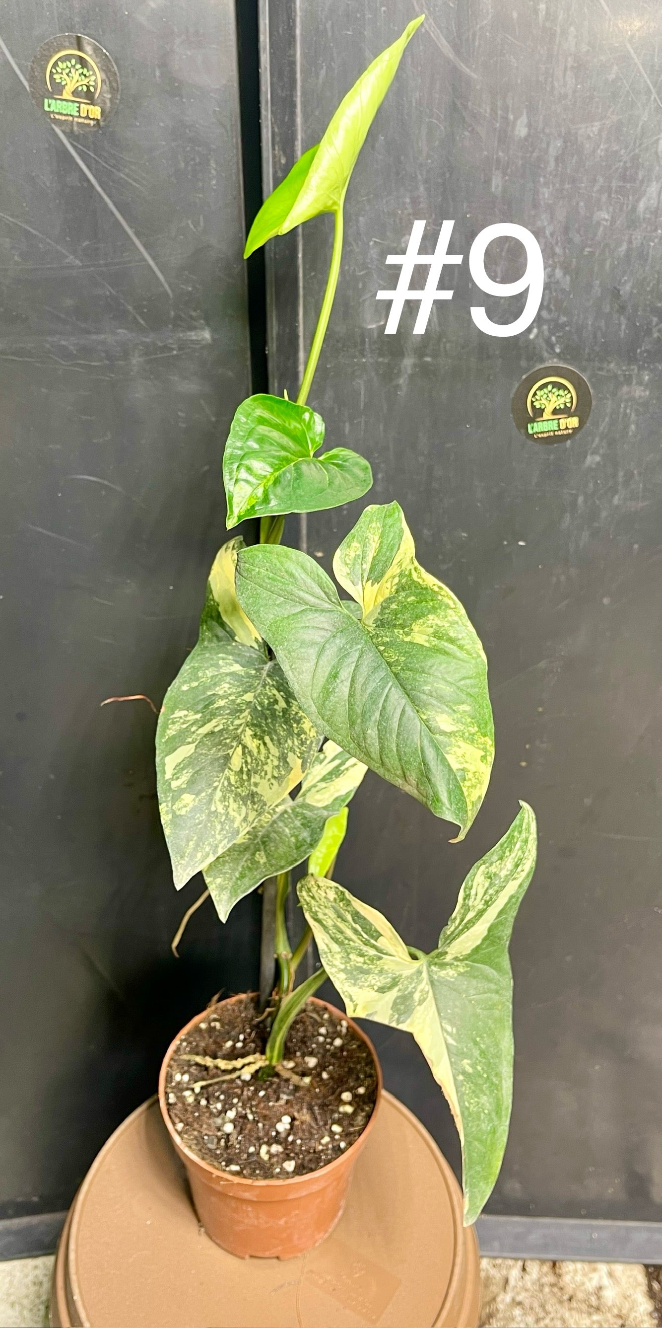 Syngonium aurea variegata