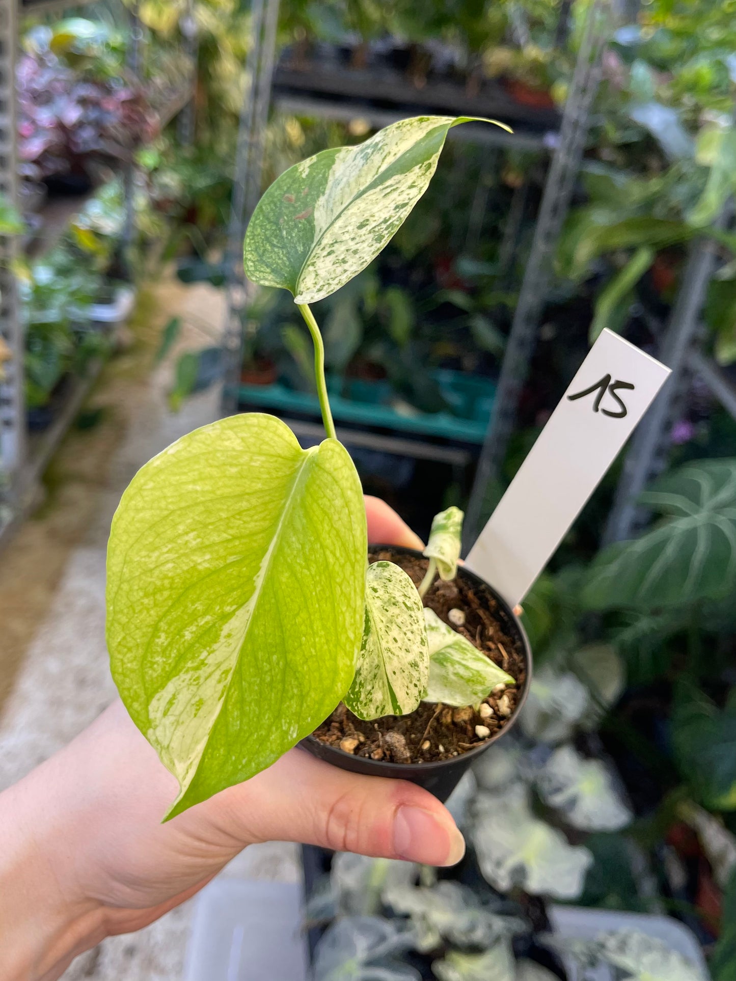 MONSTERA MINT WHITE MONSTER S NEW