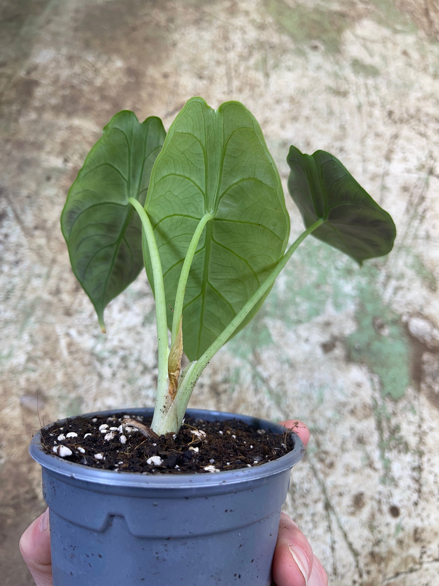Alocasia green unicorn