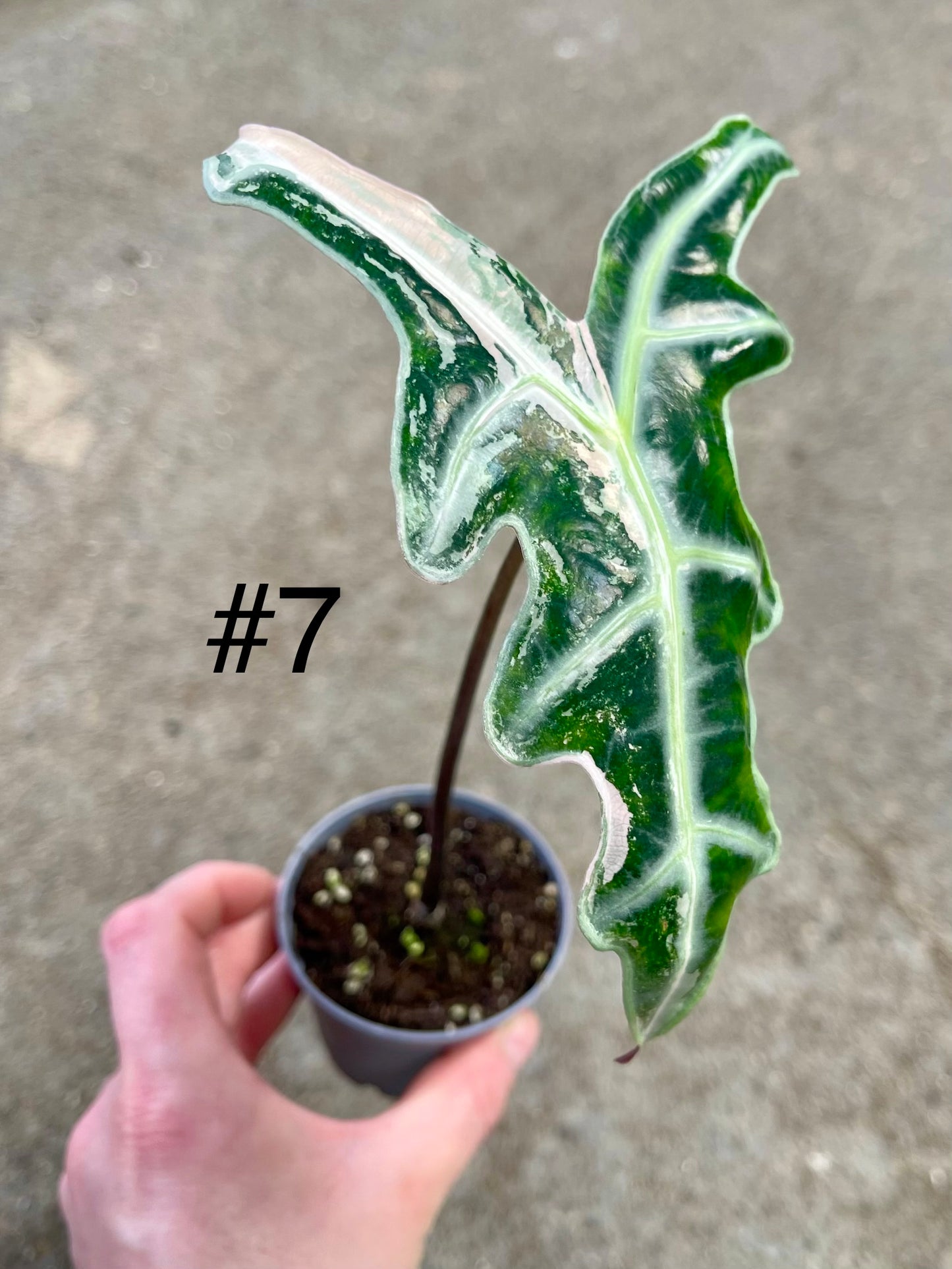 Alocasia sanderiana nobilis pink variegata NEW