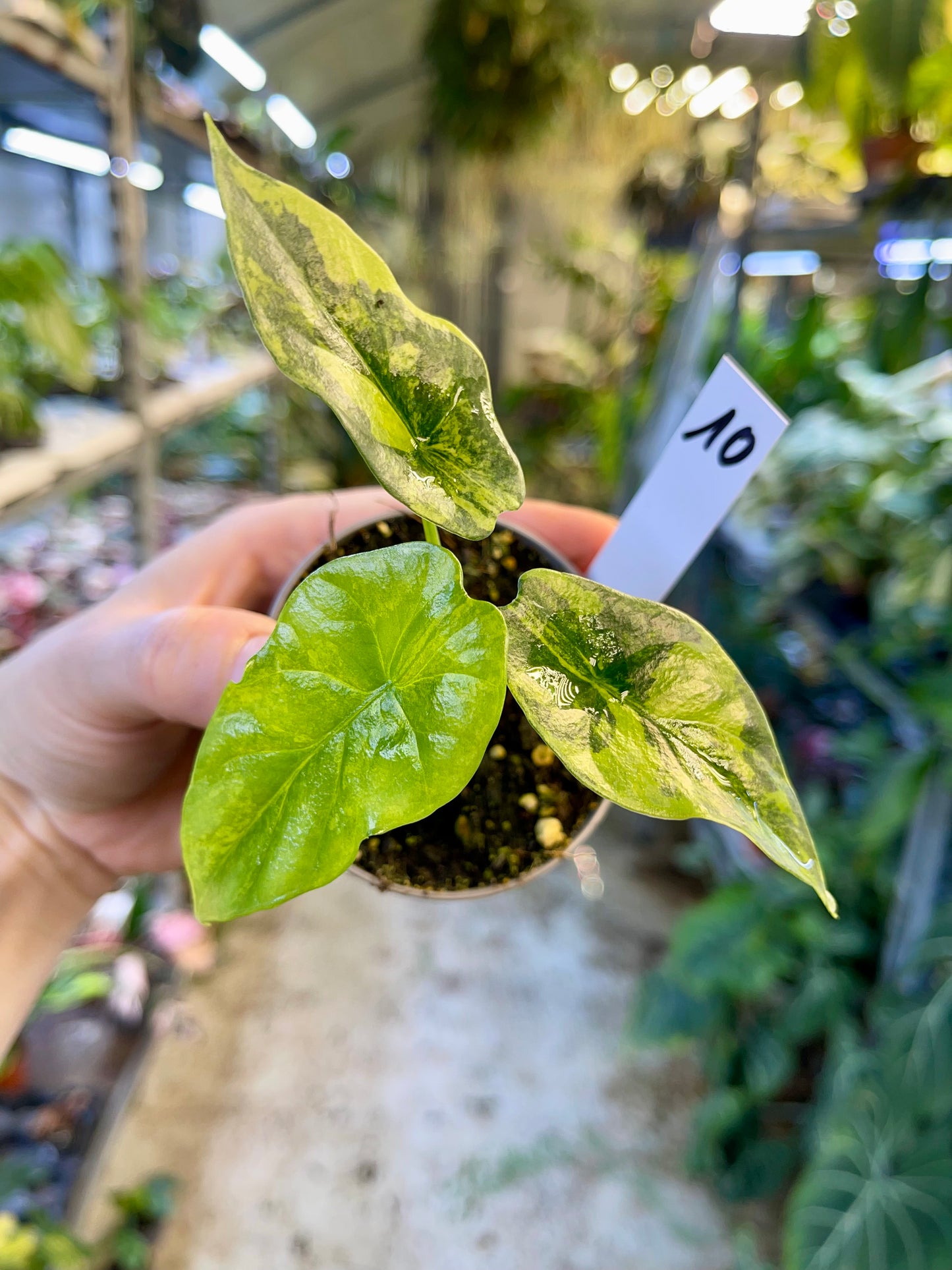 Alocasia sinuata variegata NEW