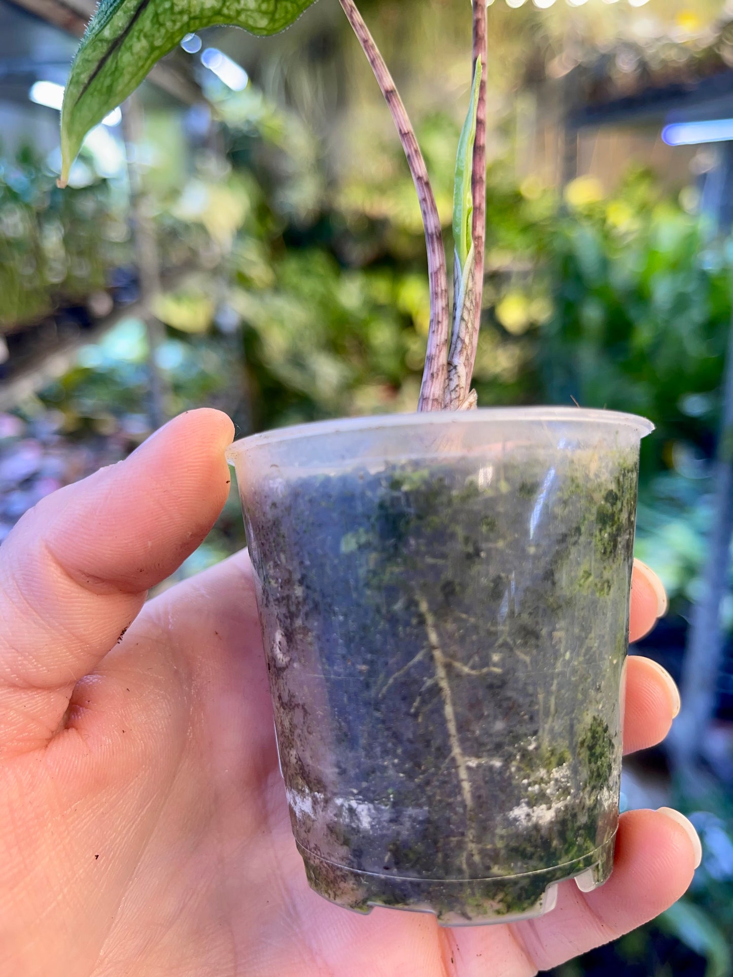 Alocasia jacklyn variegata