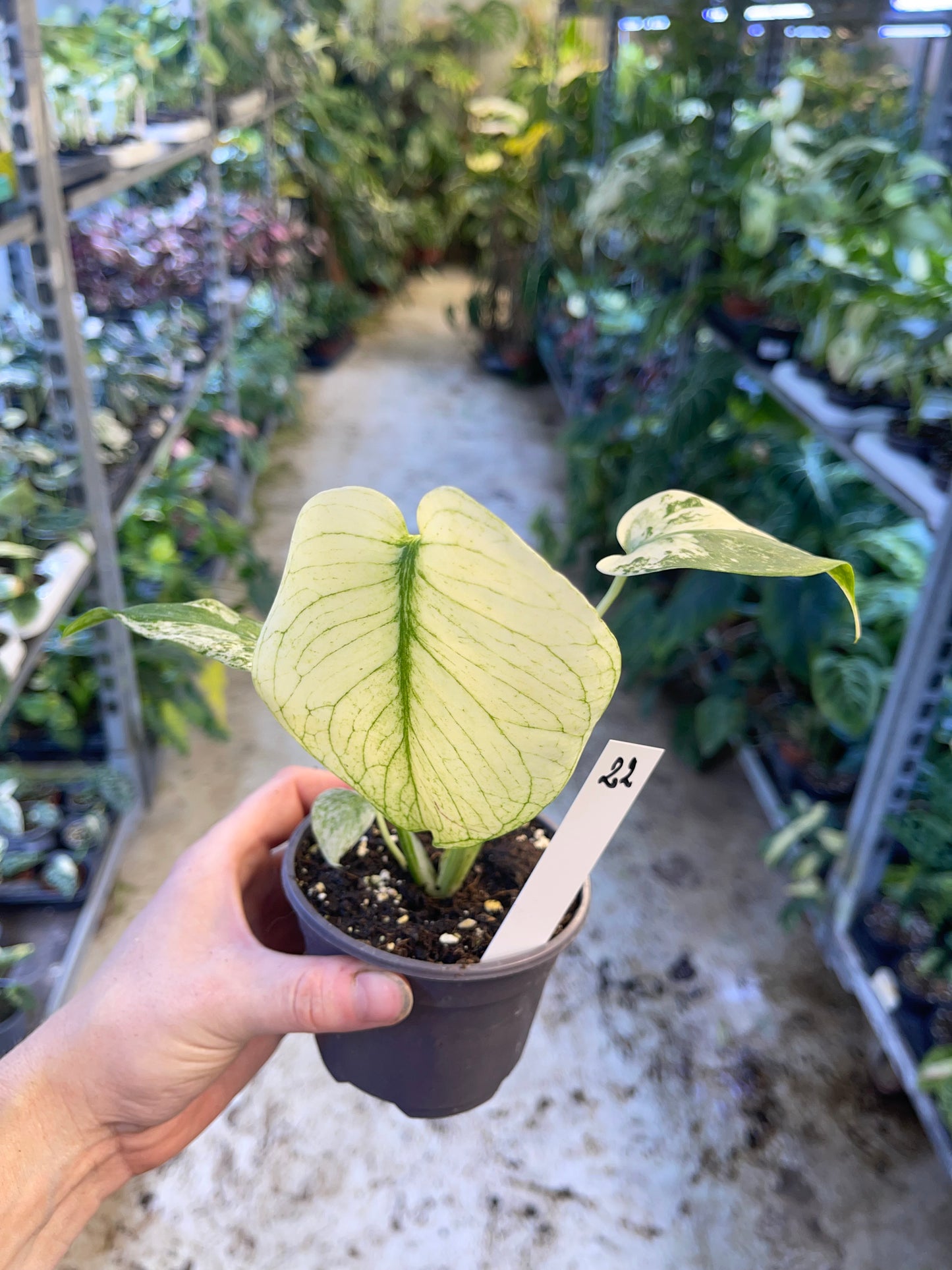 MONSTERA WHITE MONSTER M NEW