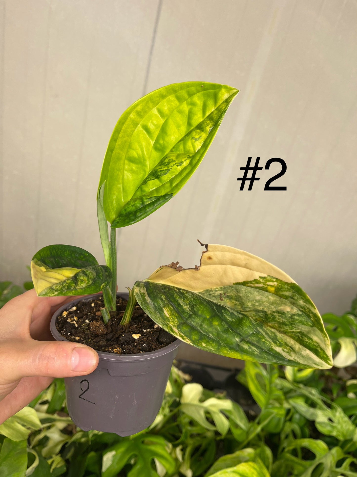 Monstera karstenianum variegata