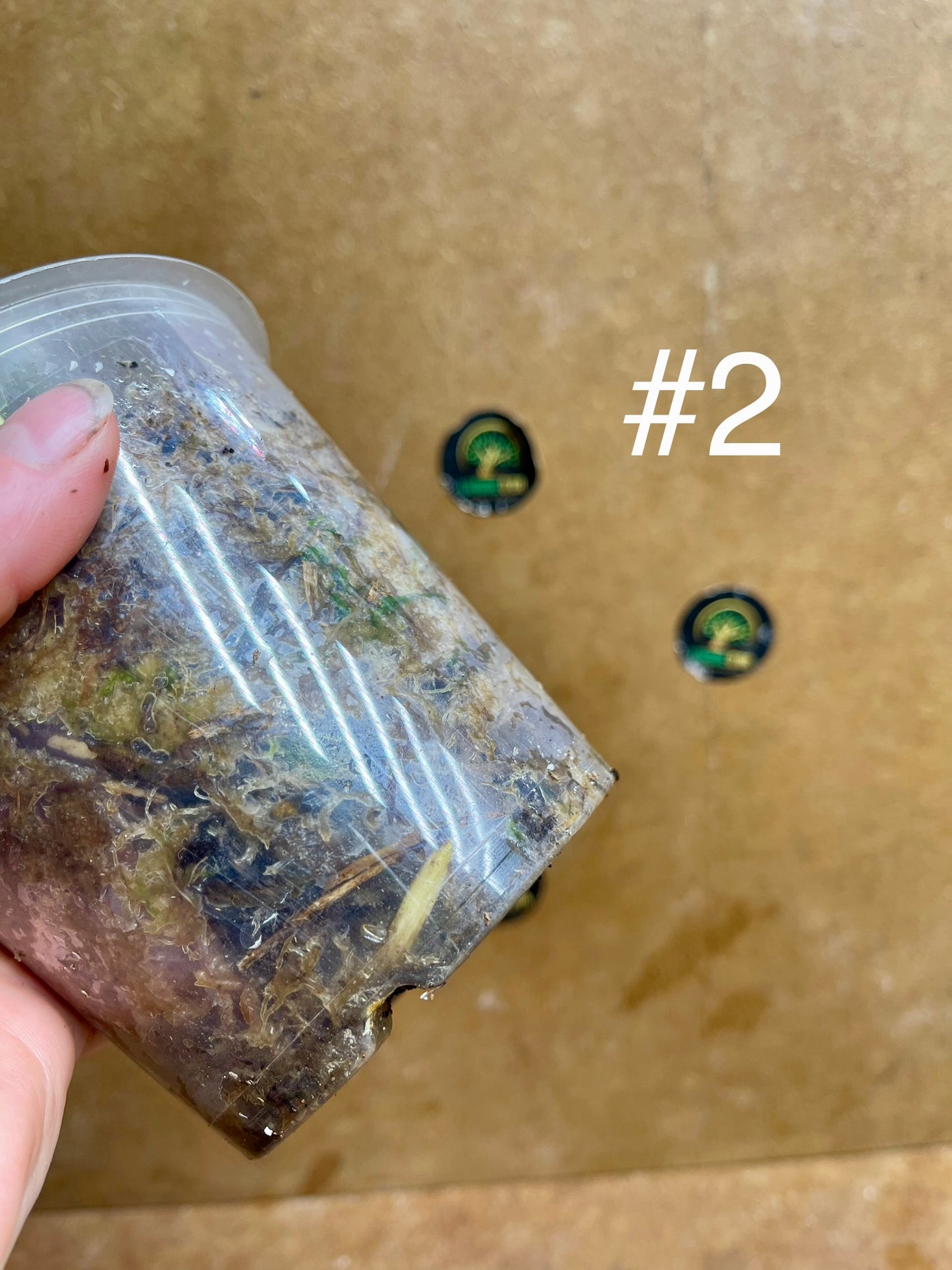 Monstera delisciosa variegata boutures  (VRAI DELICIOSA)