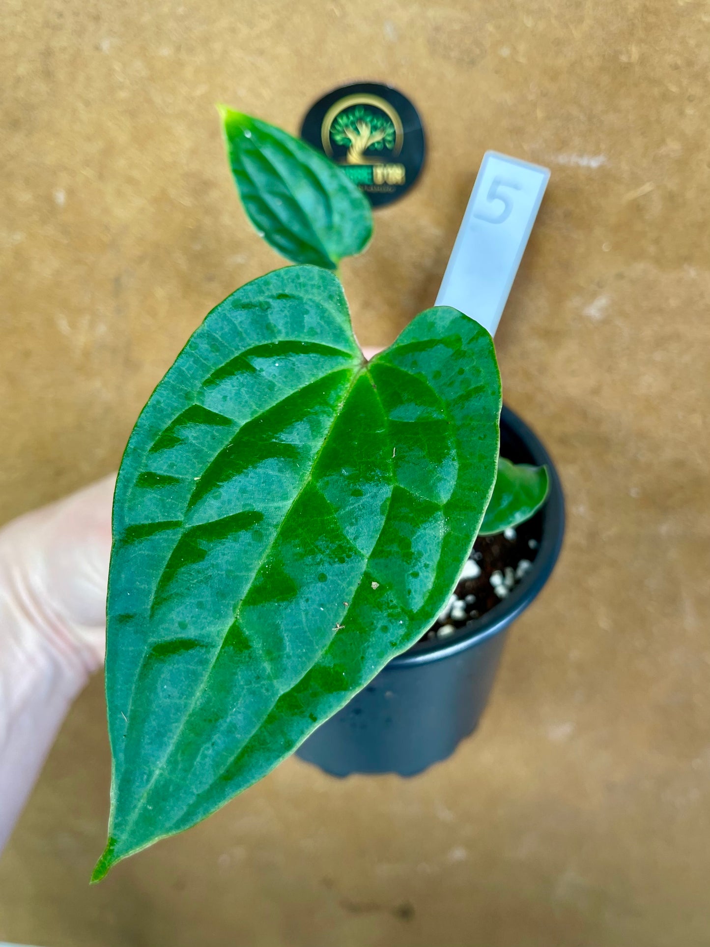 Anthurium Zara x Michelle x  Luxurians