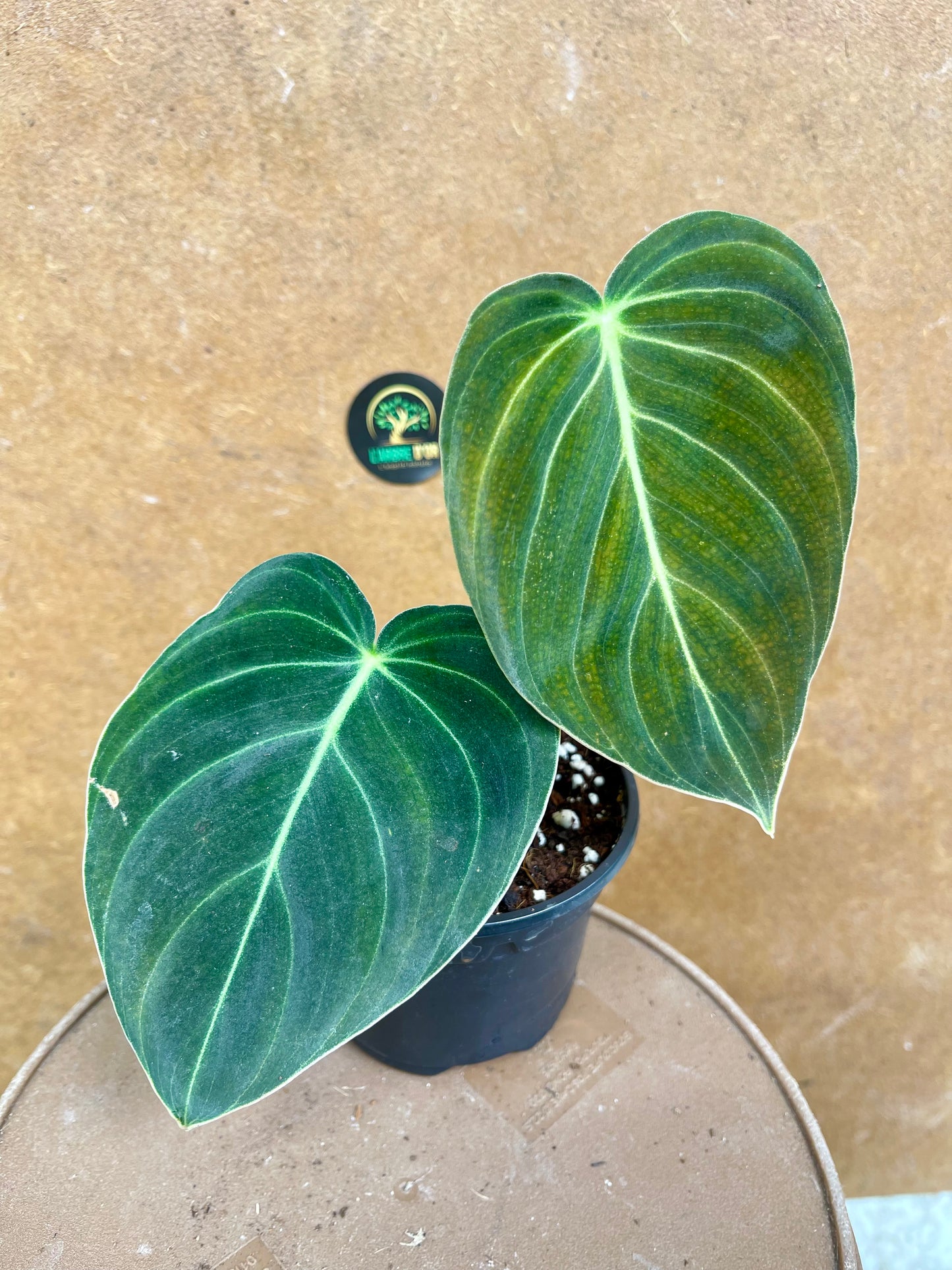 Philodendron melanochrysum S