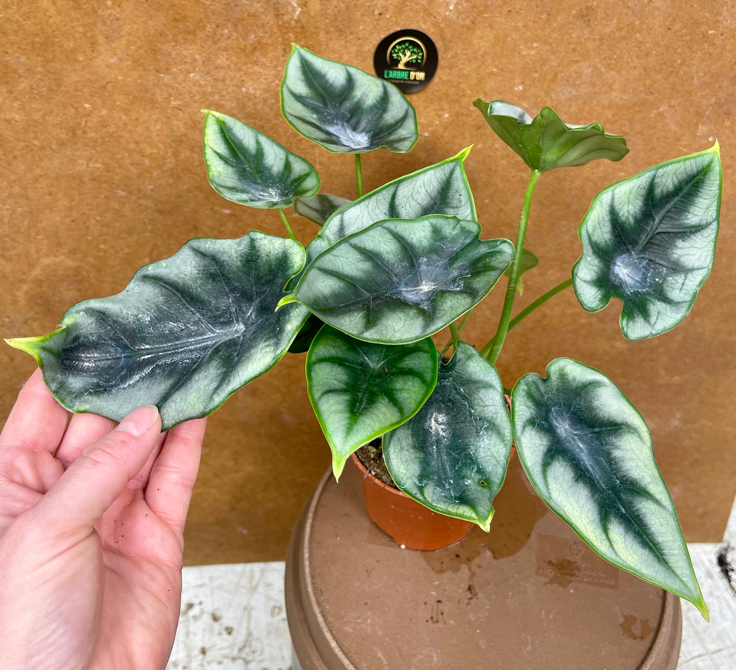 Alocasia reversa