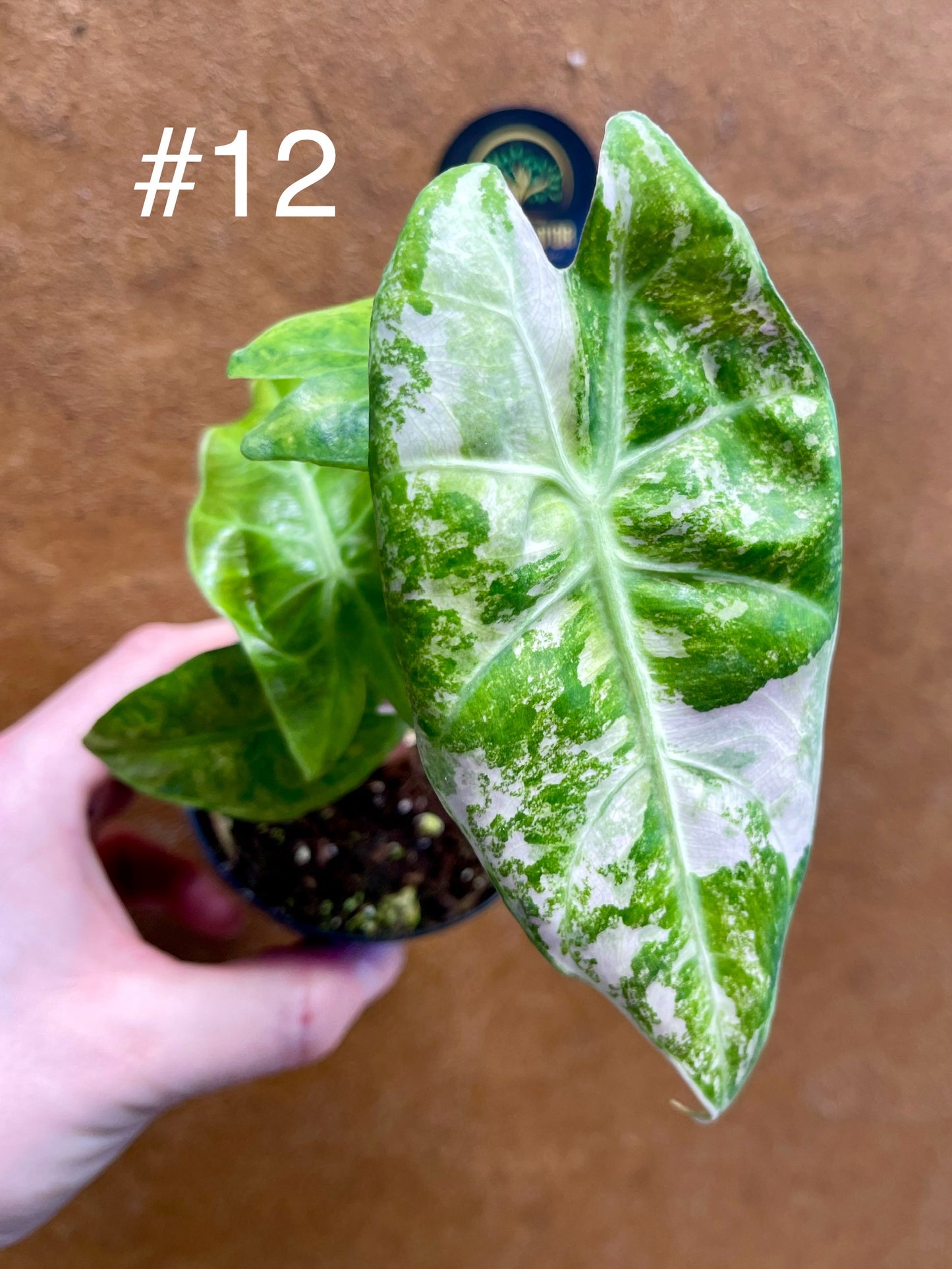 Alocasia nairobi nights variegata S