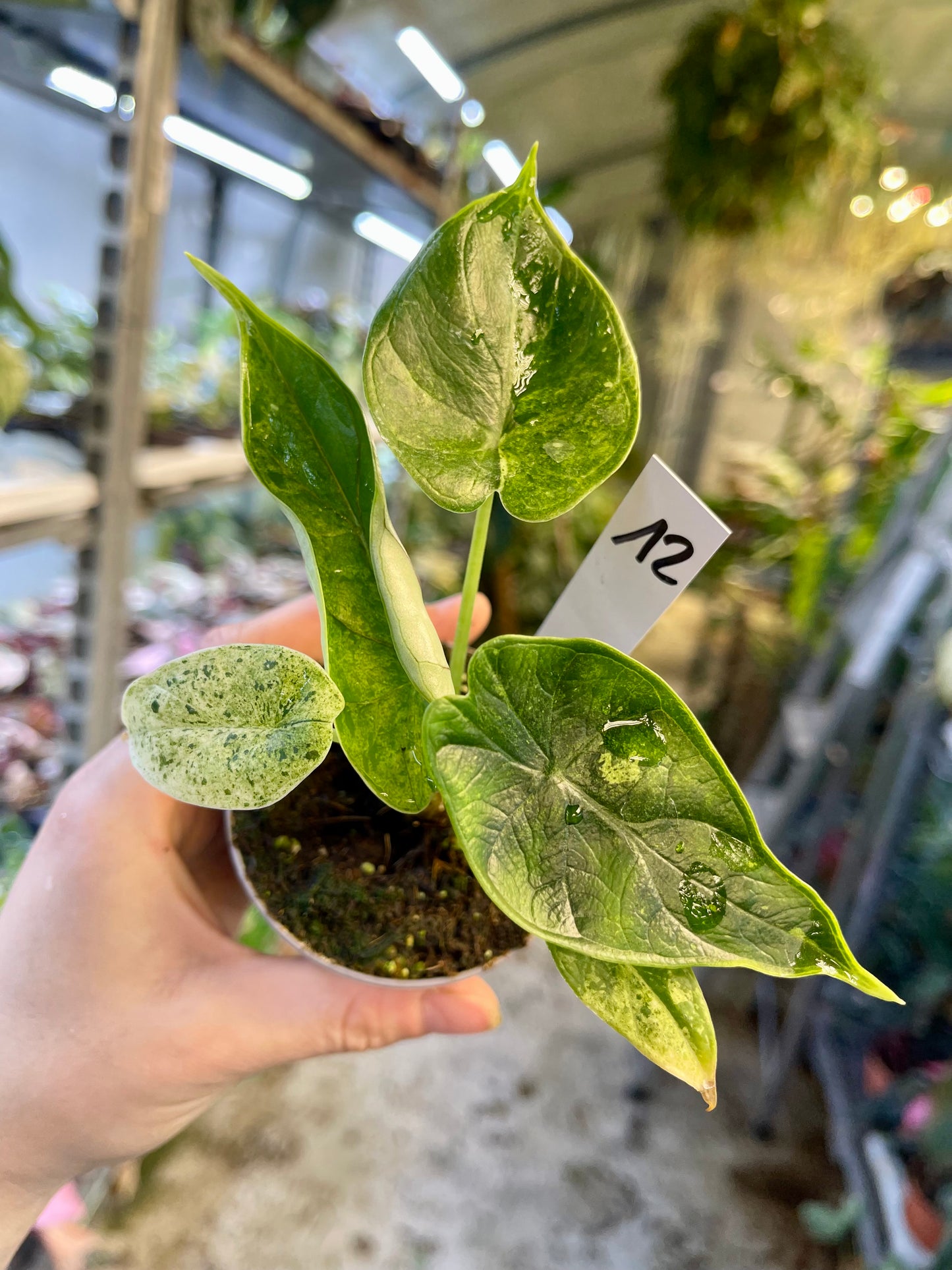 Alocasia dragon scale mint variegata NEW