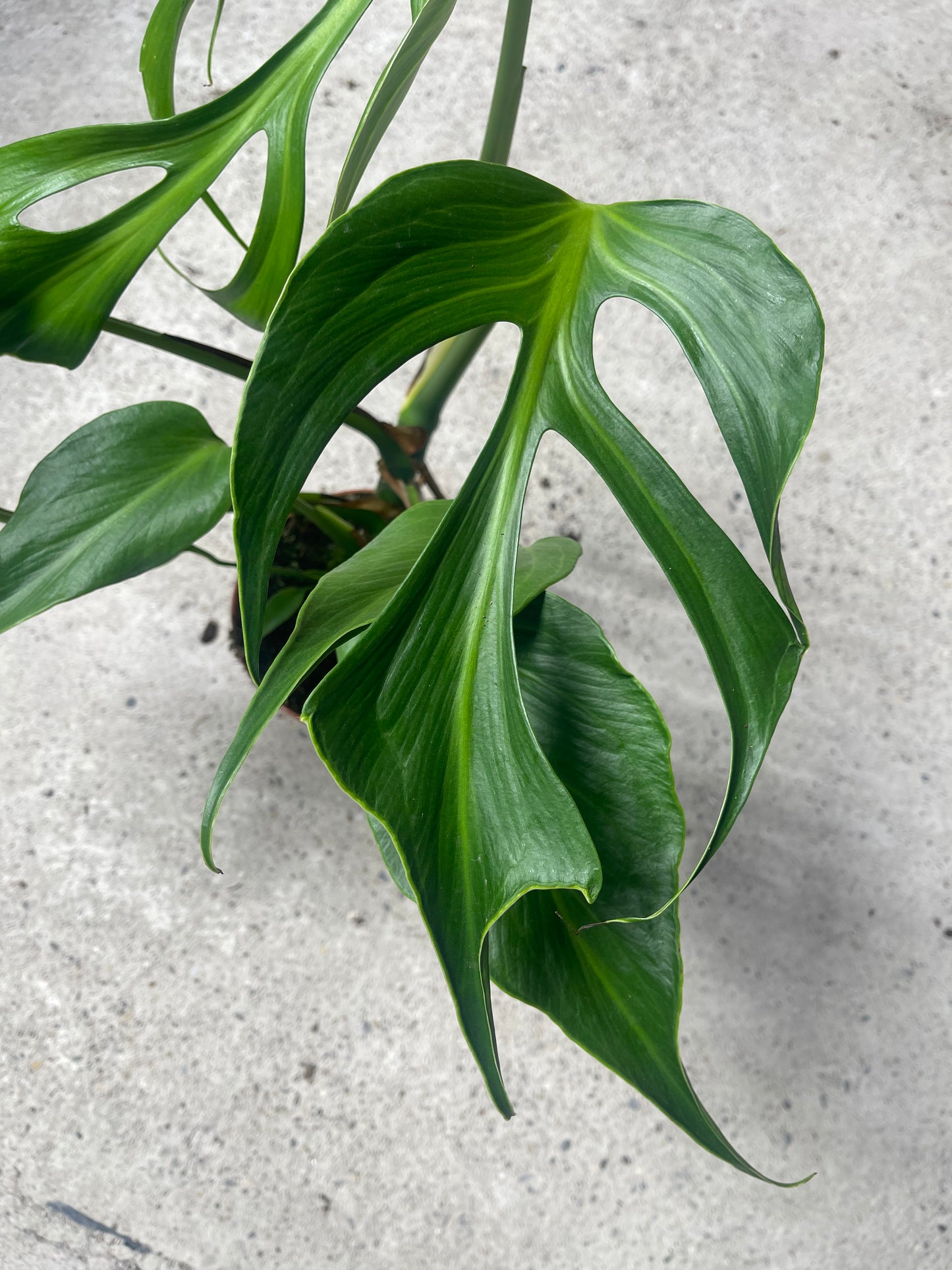 Monstera dilacerata burle marx flame L NEW