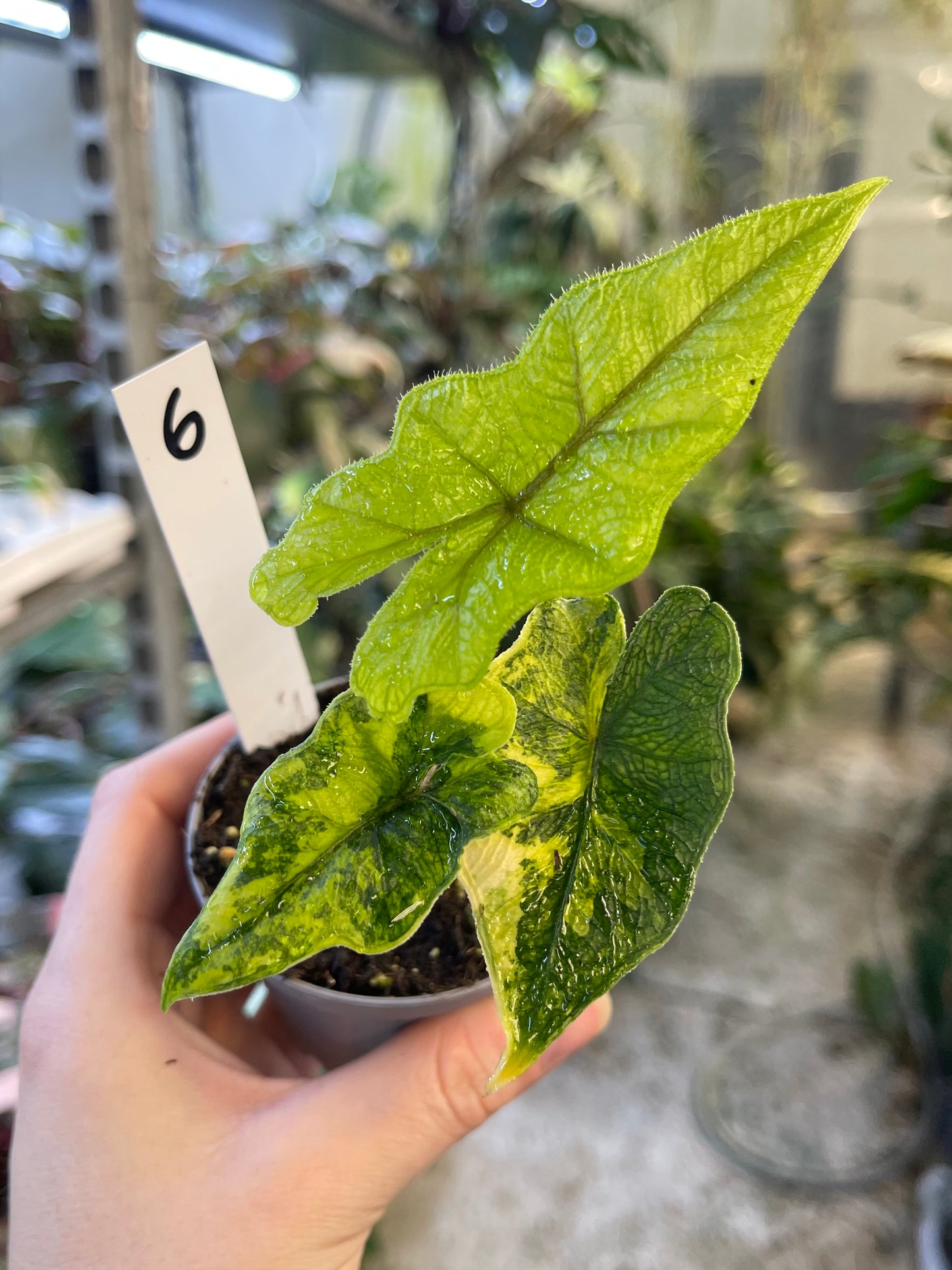 Alocasia jacklyn variegata NEW
