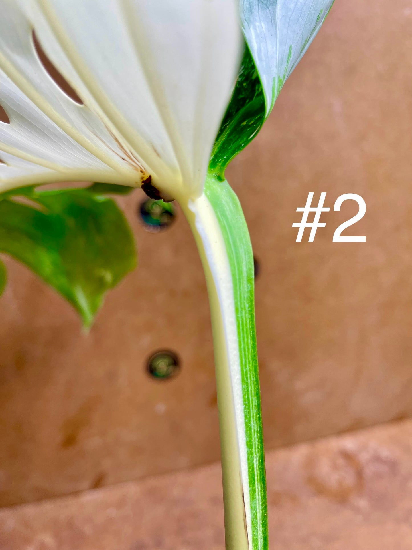 Monstera delisciosa variegata boutures  (VRAI DELICIOSA)