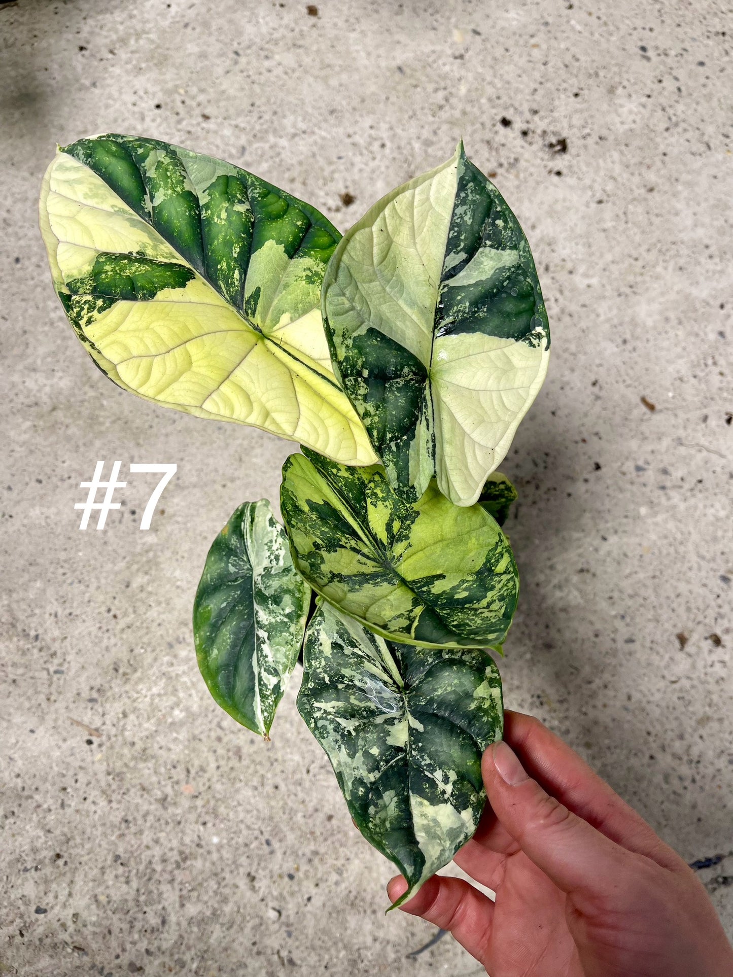 ALOCASIA DRAGON SCALE ALBO VARIEGATA L