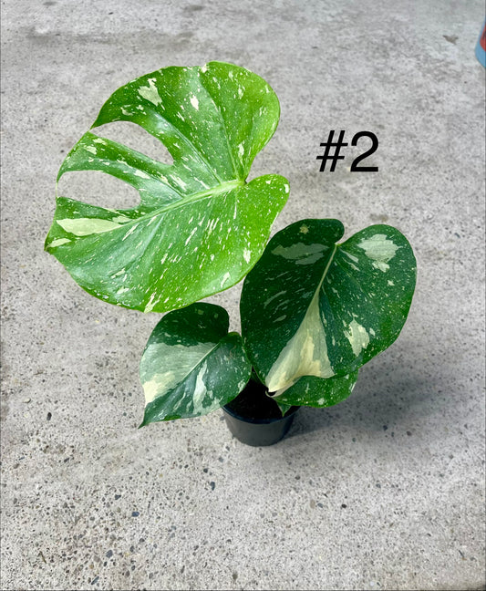 Monstera deliciosa thai constellation M