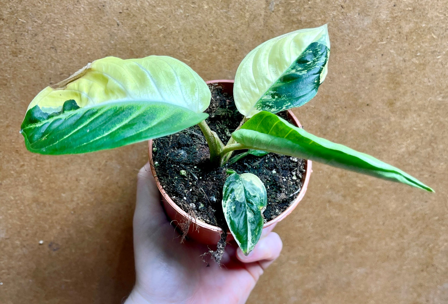 Xanthosoma lindenii variegata