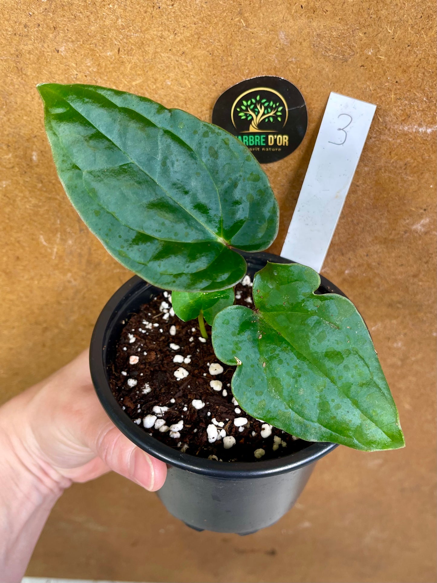 Anthurium Zara x Michelle x  Luxurians