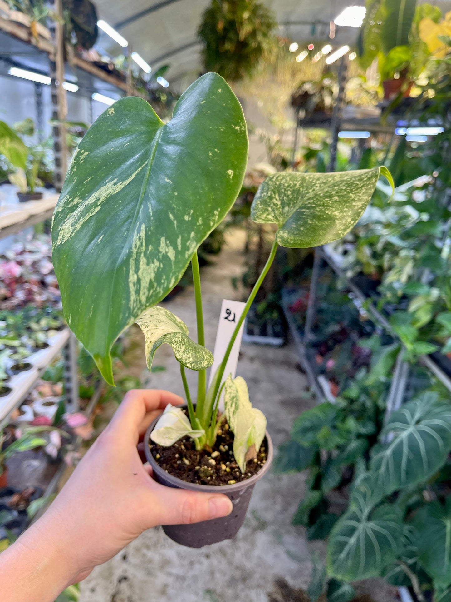 MONSTERA WHITE MONSTER M NEW
