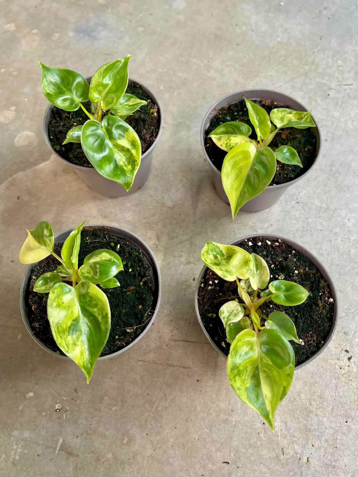 PHILODENDRON BILLIETIAE VARIEGATA BABY NEW