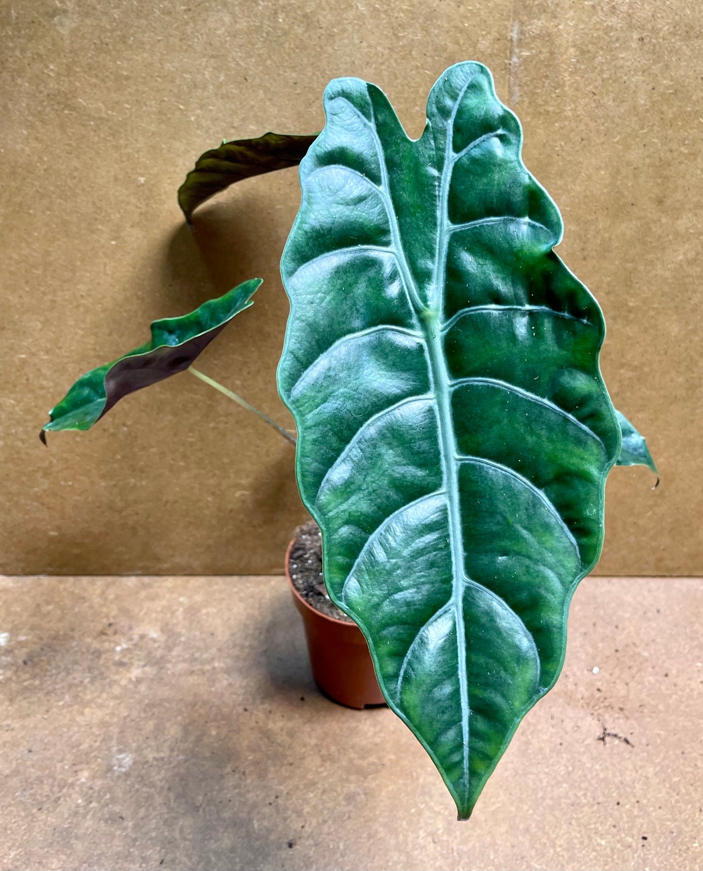 Alocasia Chantrieri