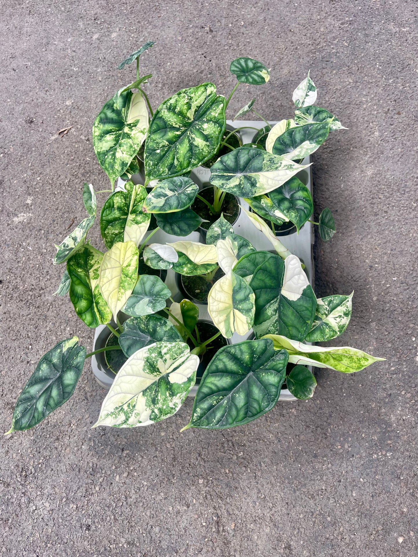 ALOCASIA DRAGON SCALE ALBO VARIEGATA S NEW