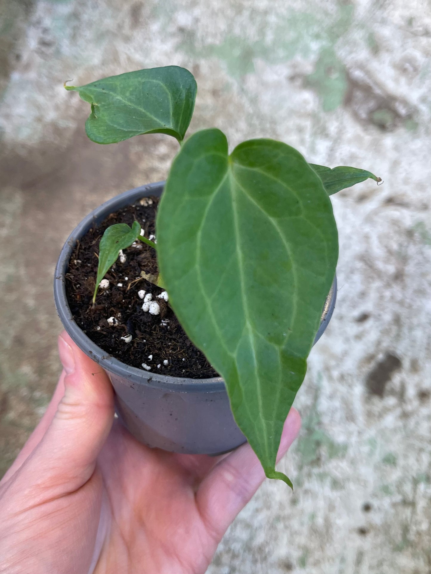 Anthurium delta force S