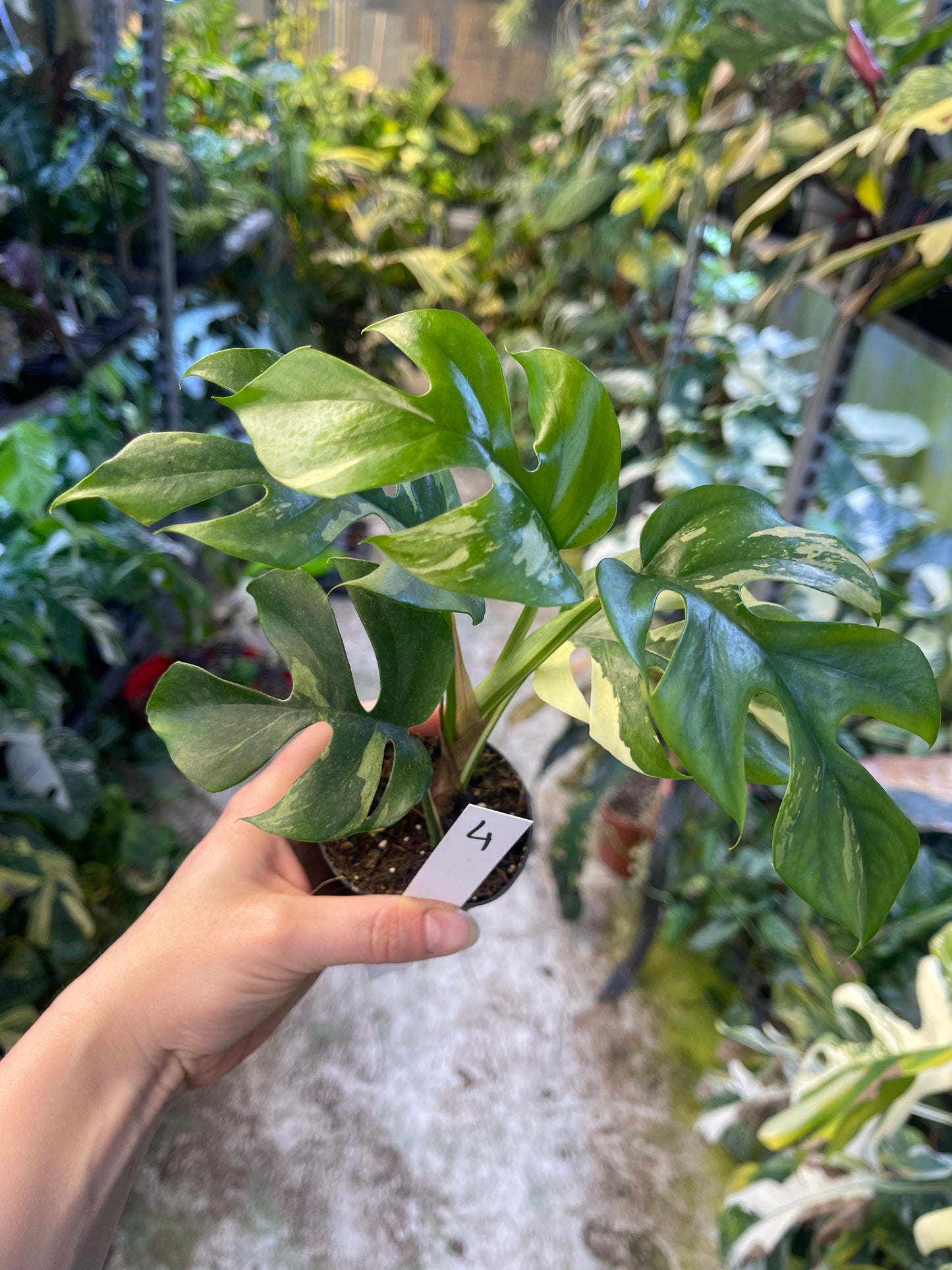 Monstera minima ALBO variegata / Rhaphidophora tetrasperma ALBO variegata