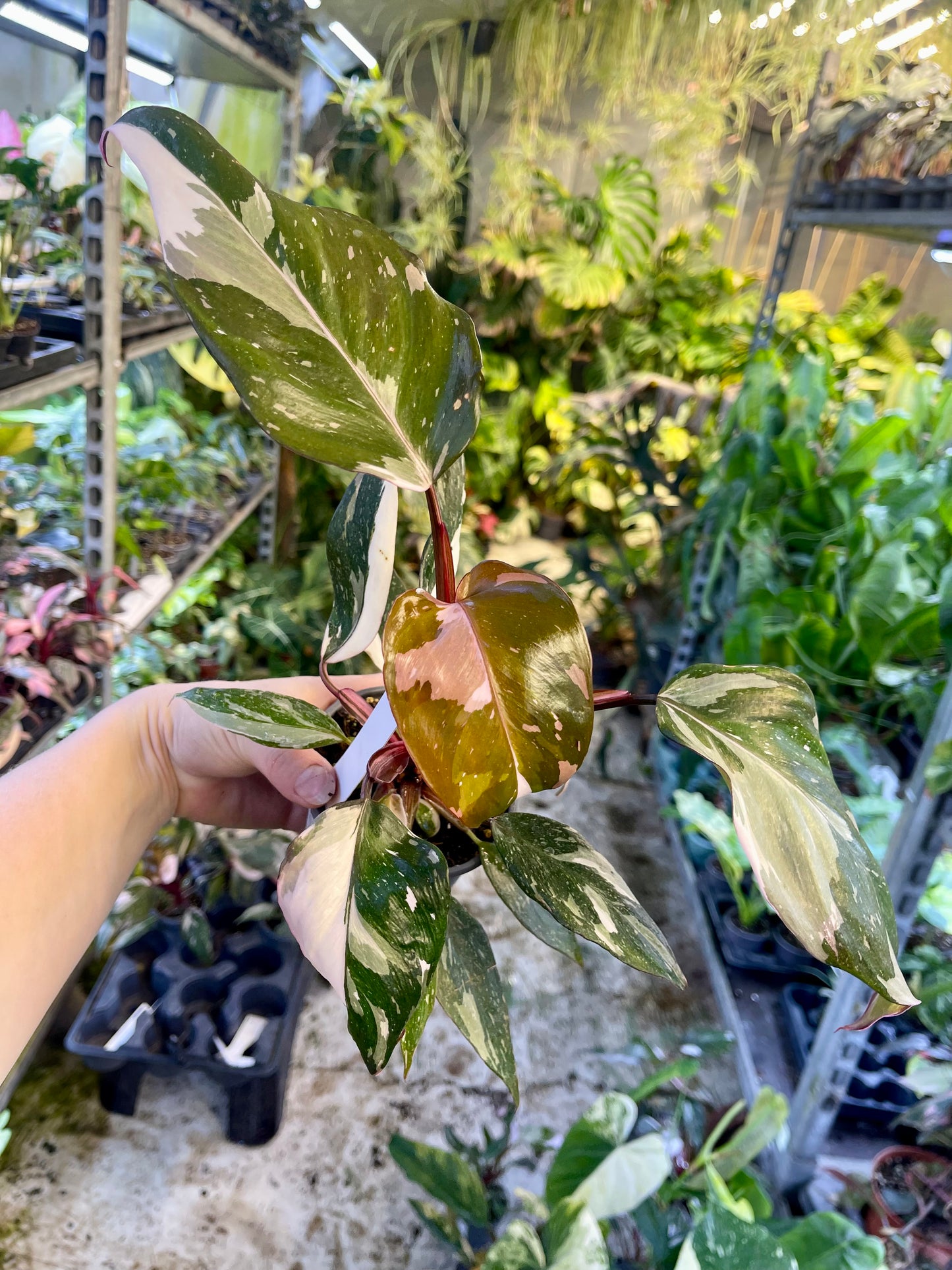 Philodendron red anderson M NEW