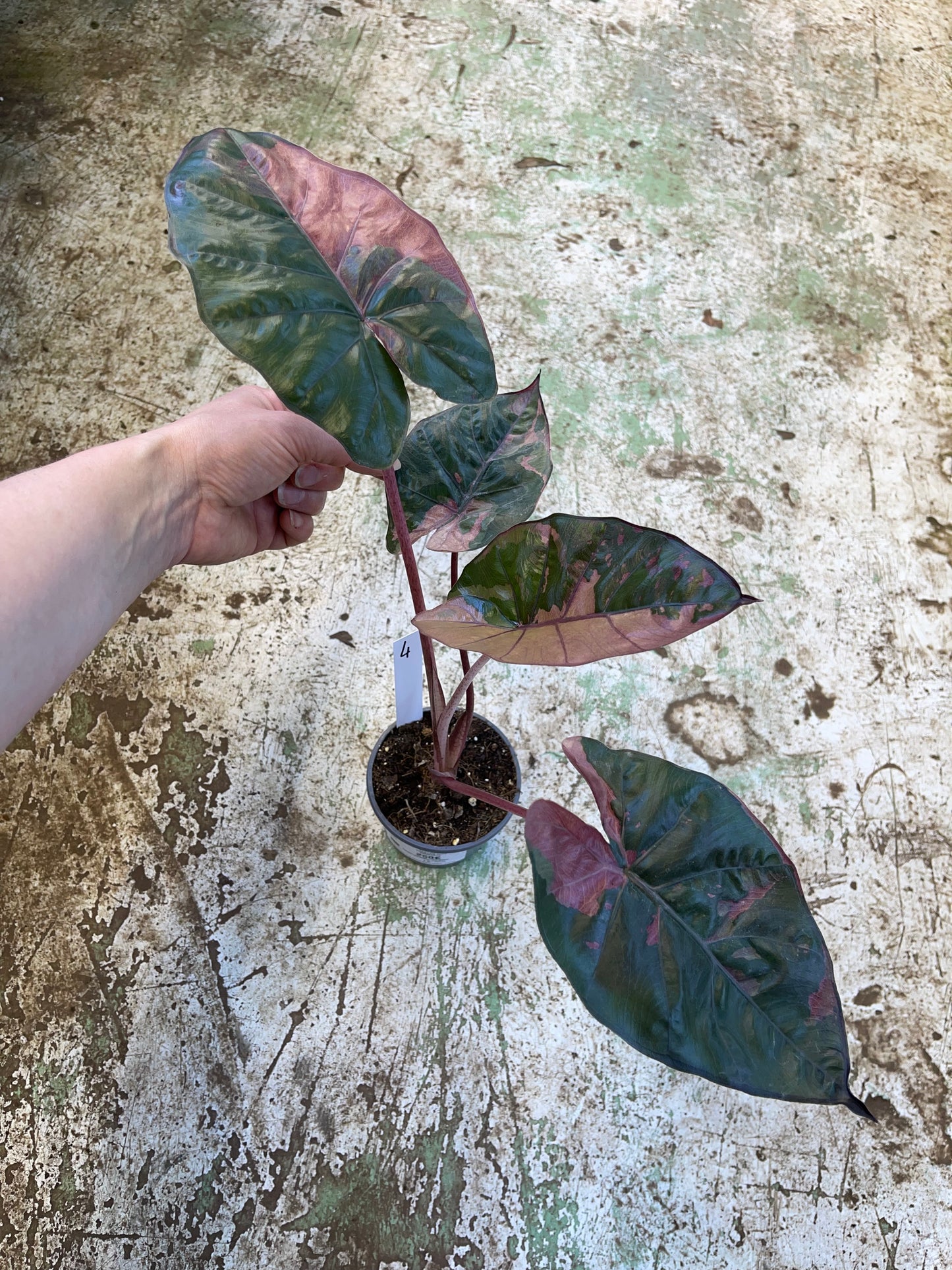 Alocasia yucatan pink variegata M