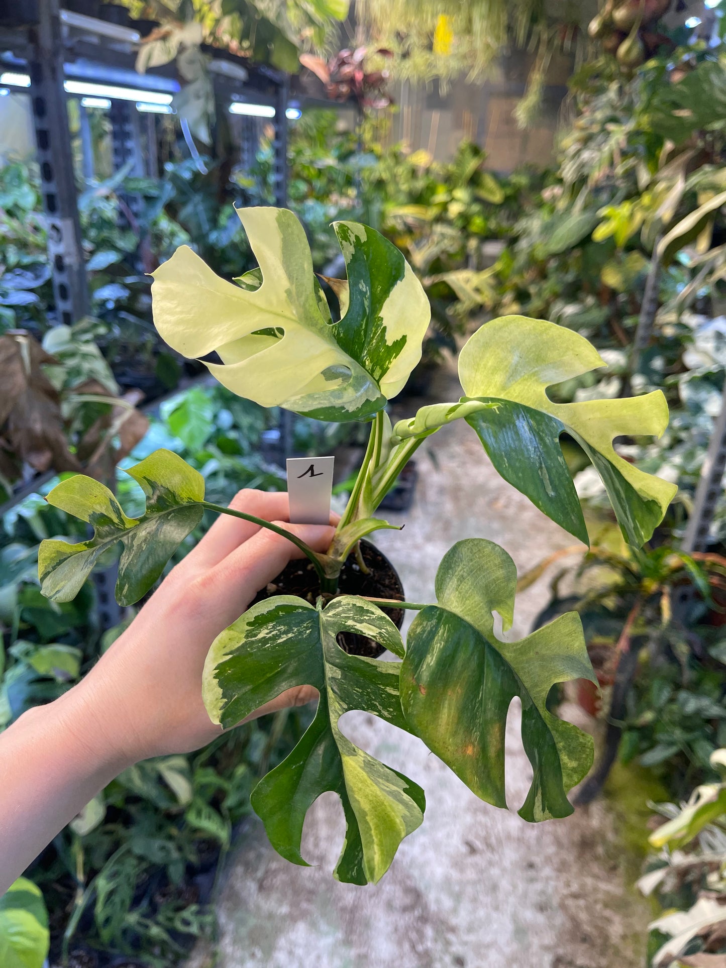 Monstera minima ALBO variegata / Rhaphidophora tetrasperma ALBO variegata
