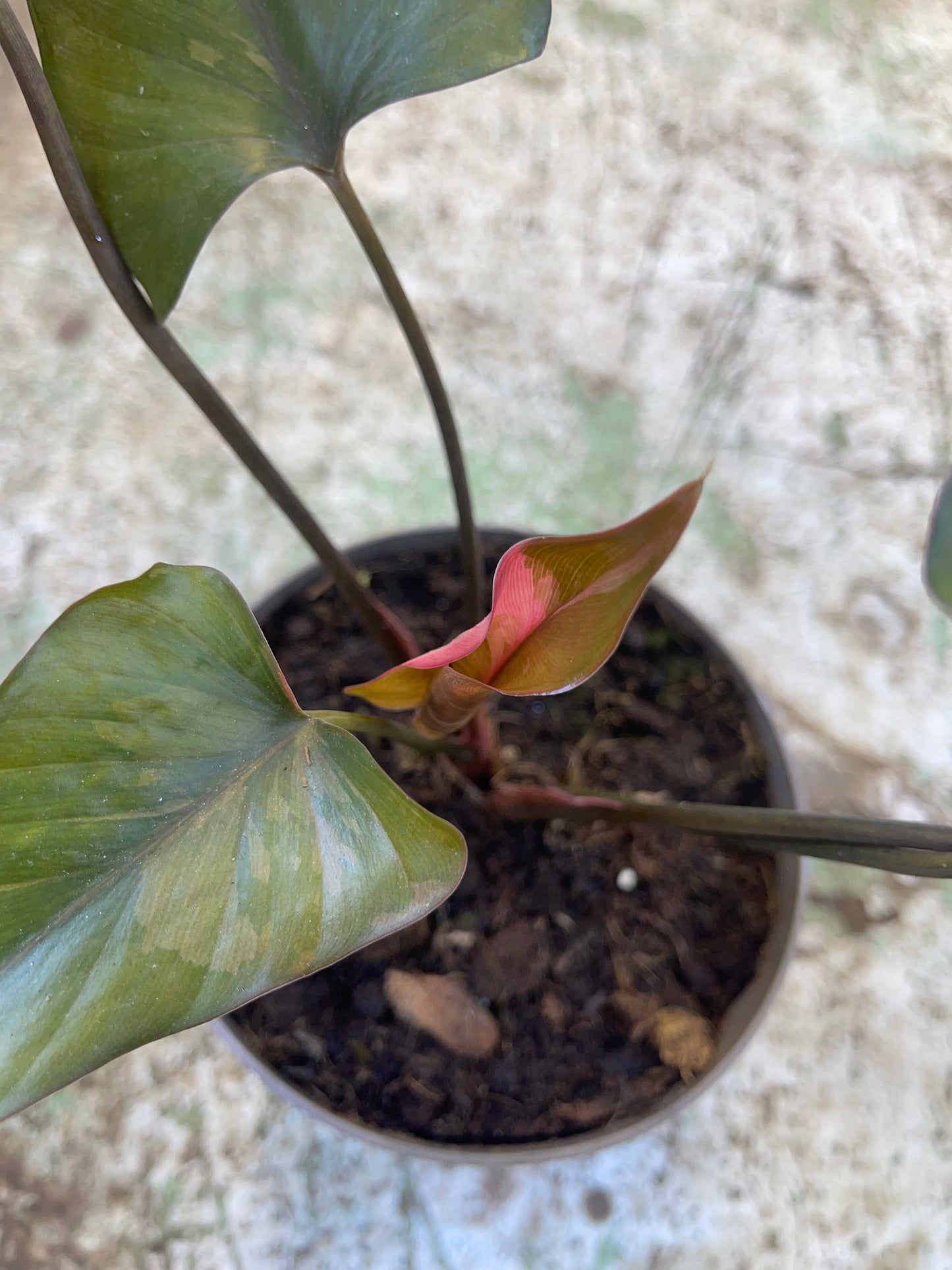 Homalomena rubescens pink diamond variegata