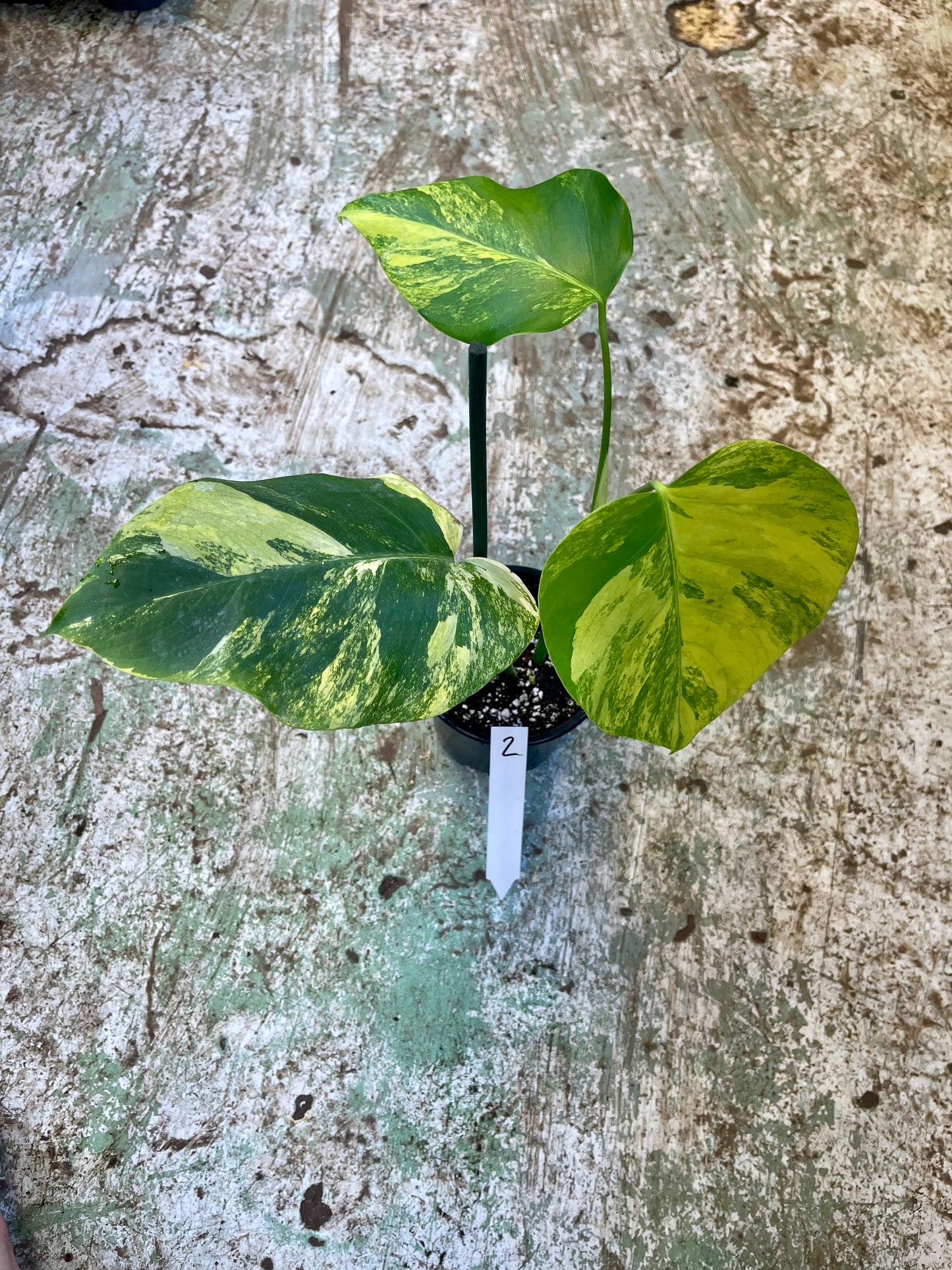 Monstera Aurea small form