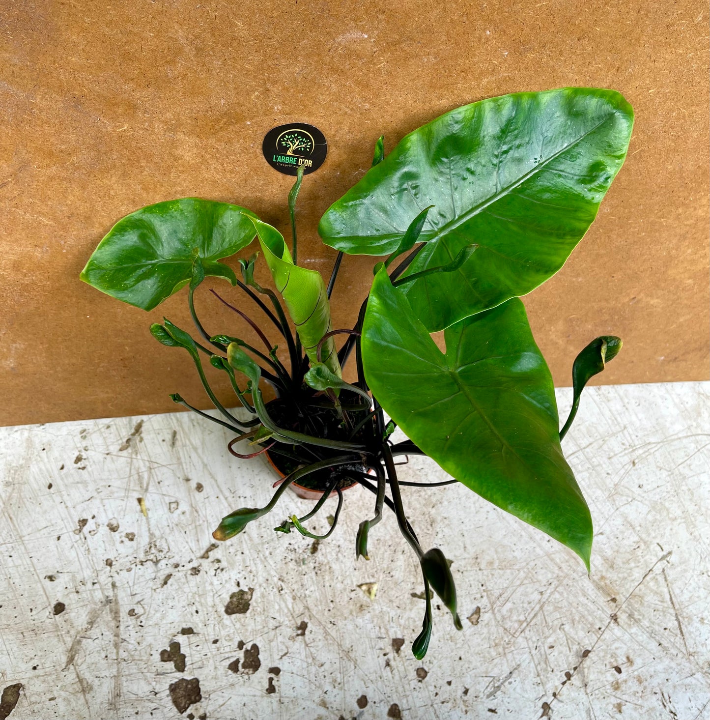 Alocasia flying squid & alocasia black stem mix