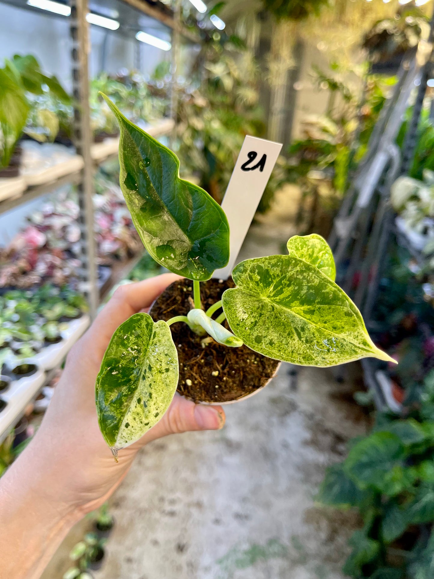 Alocasia dragon scale mint variegata NEW