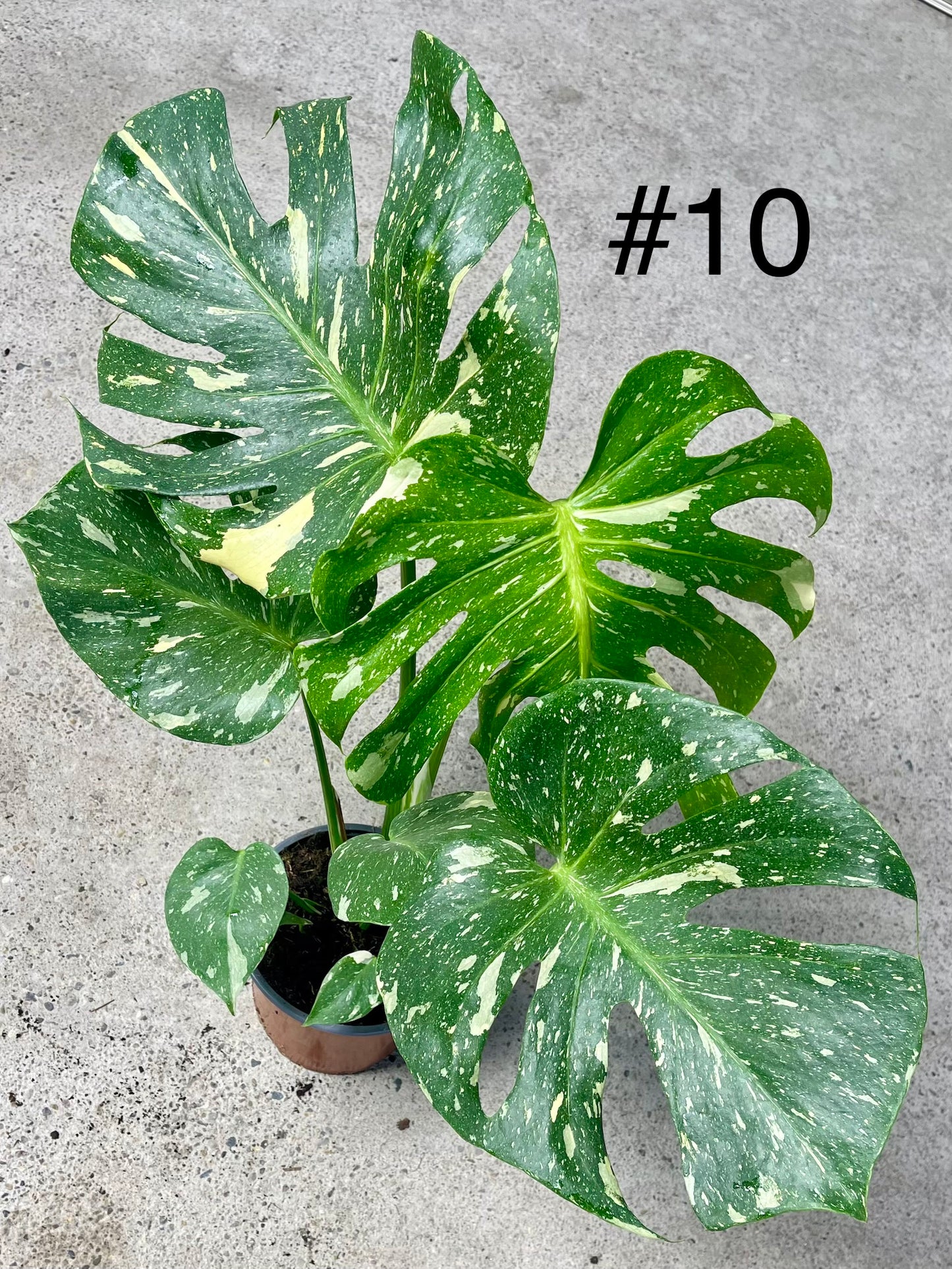 Monstera deliciosa thai constellation XL