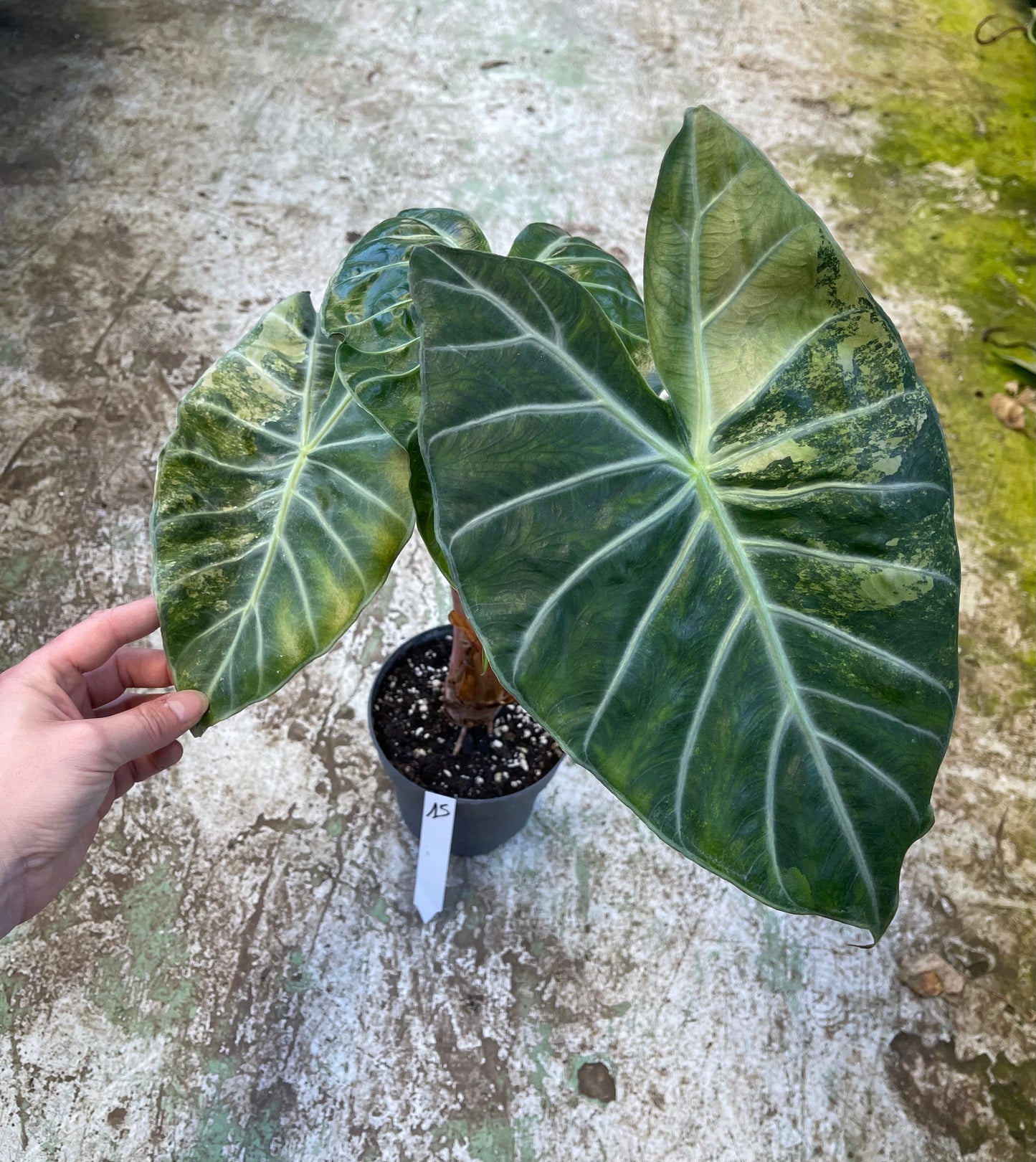 Alocasia nairobi nights variegata
