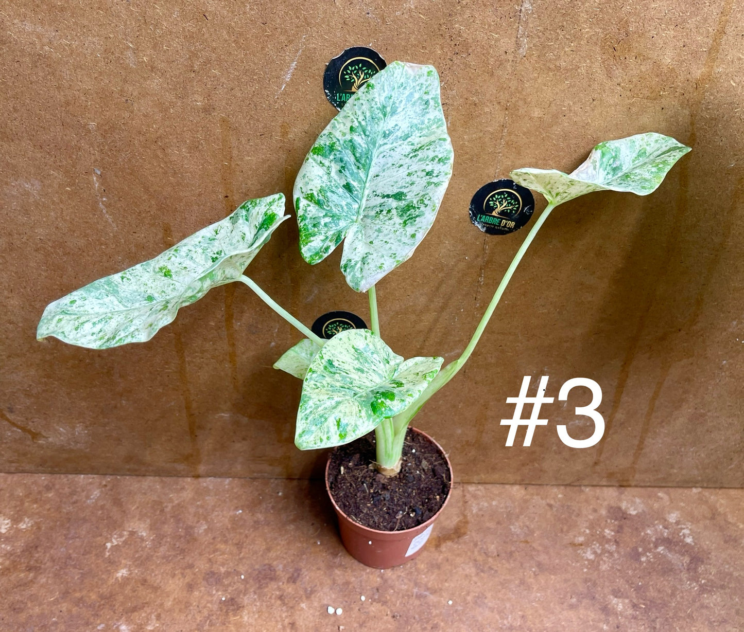 Alocasia odora batik