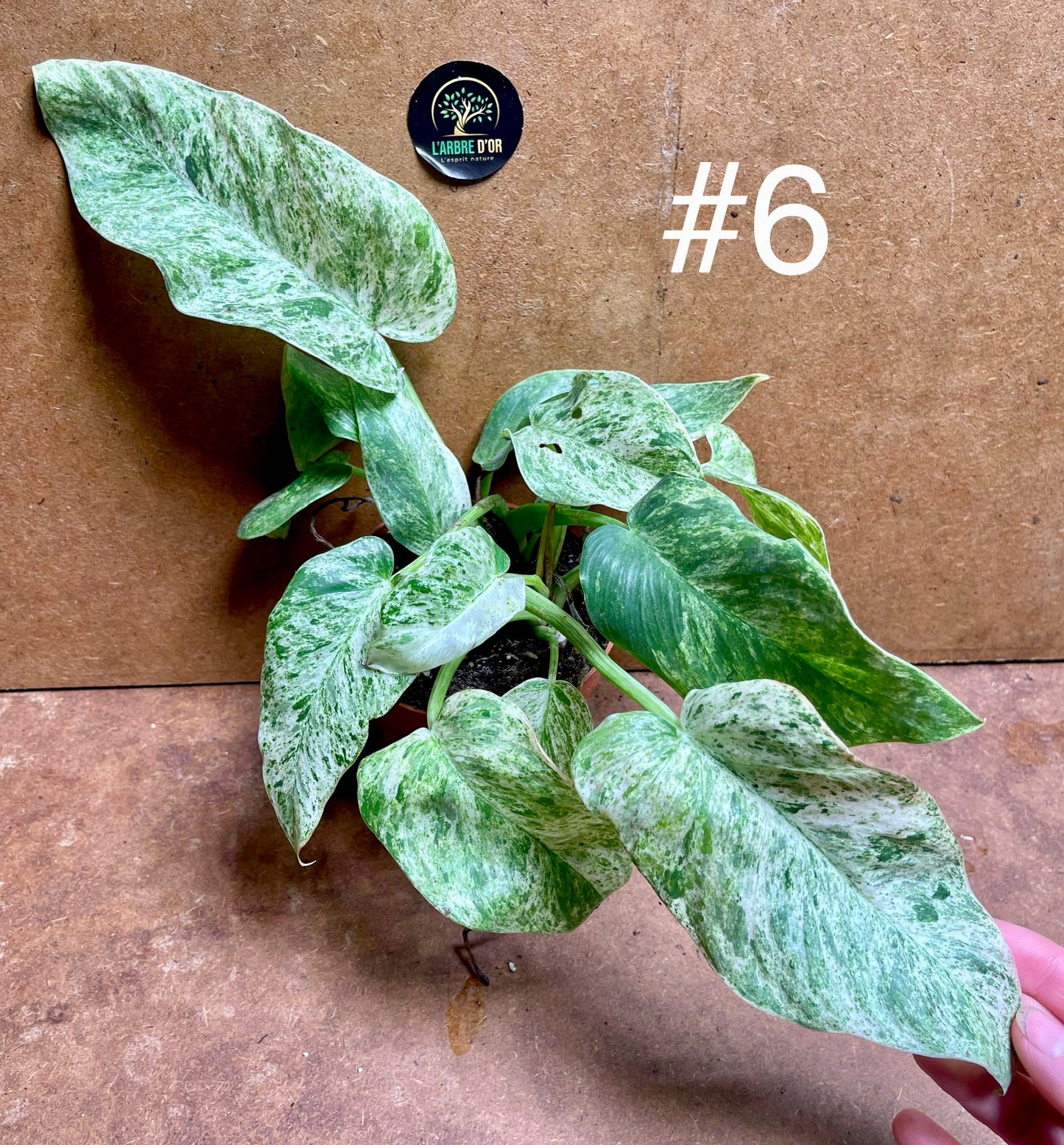 Philodendron giganteum variegata / blizzard taille M