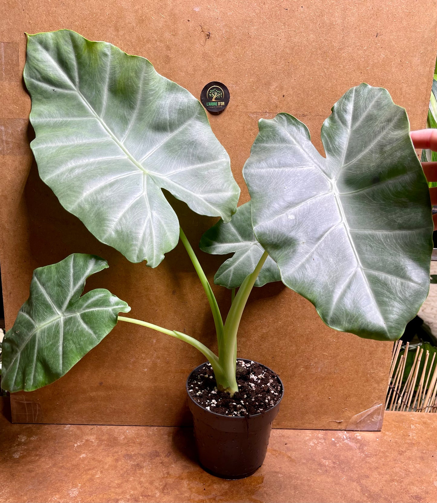 Alocasia silver feathers