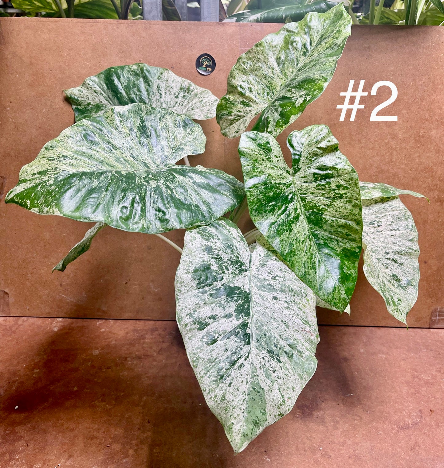 Alocasia macrorrhiza splash variegata taille XL