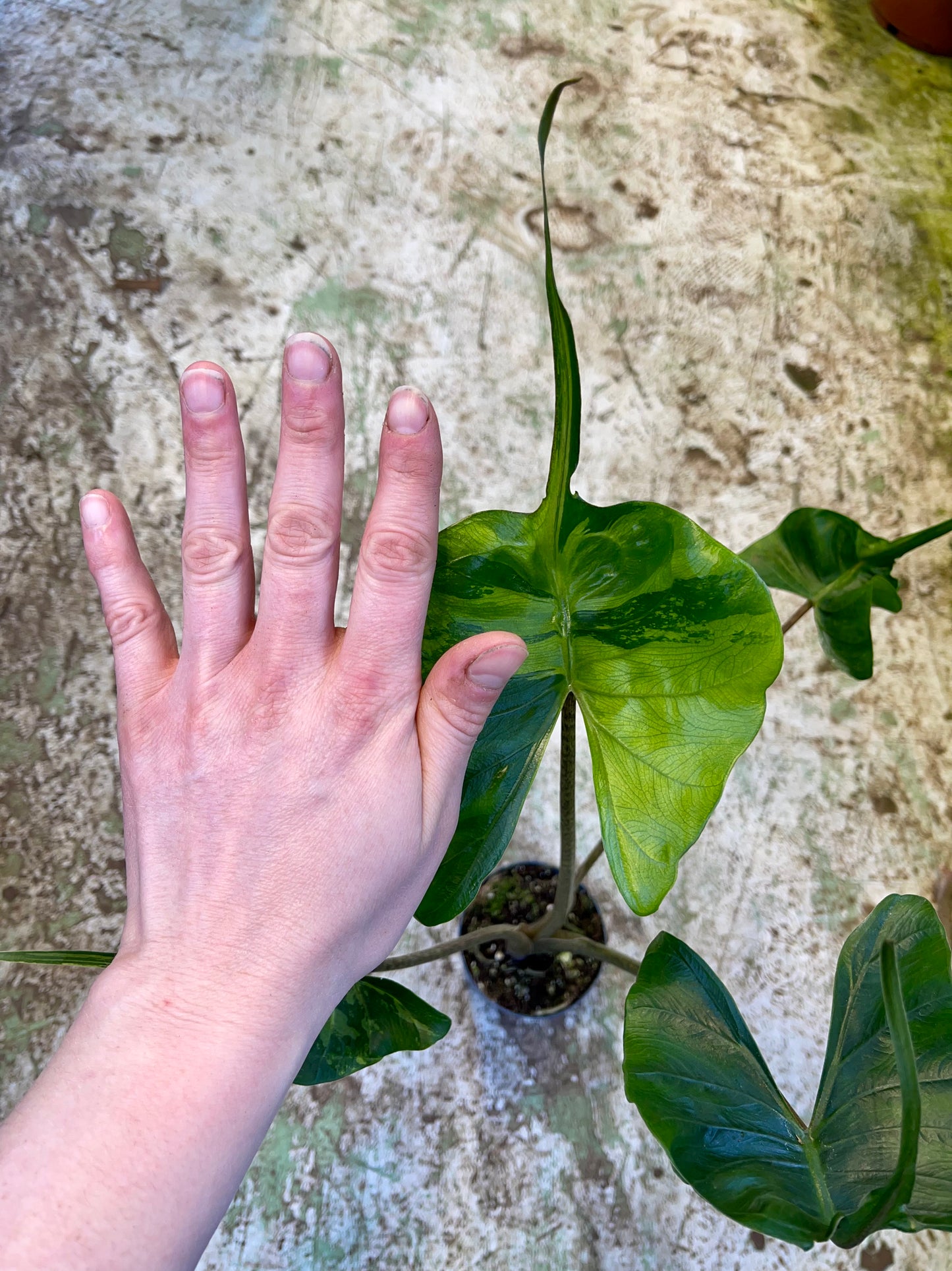 Alocasia stingray variegata