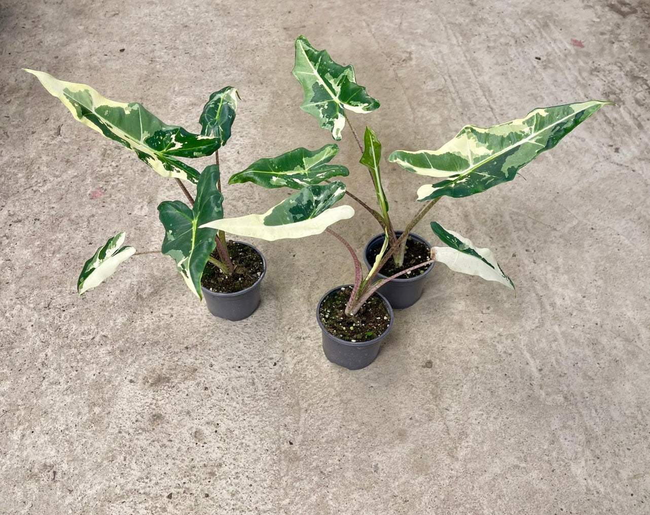 ALOCASIA SARIAN ALBO VARIEGATA NEW – L'arbre D'or 67