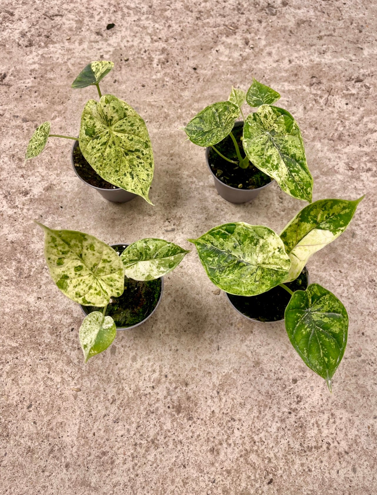 Alocasia dragon scale mint variegata