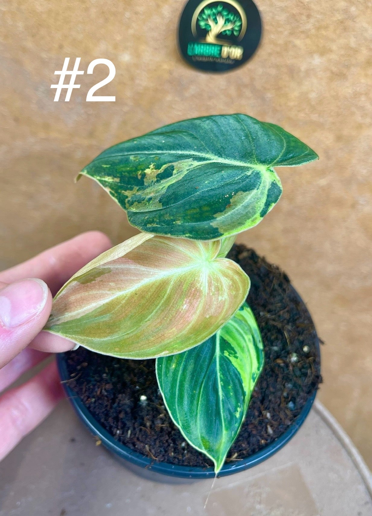 Philodendron melanochrysum variegata