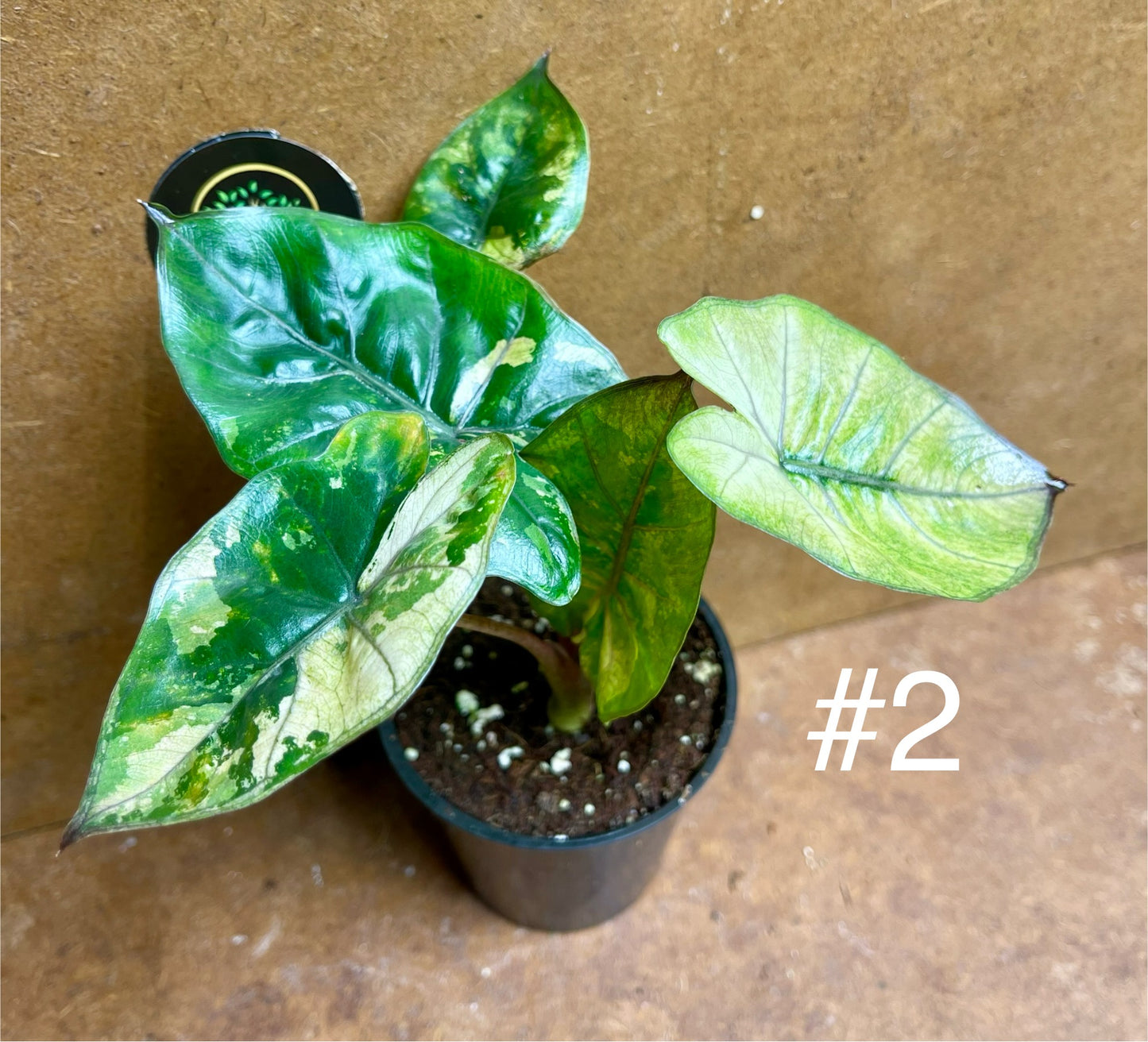 Alocasia yucatan princess variegata