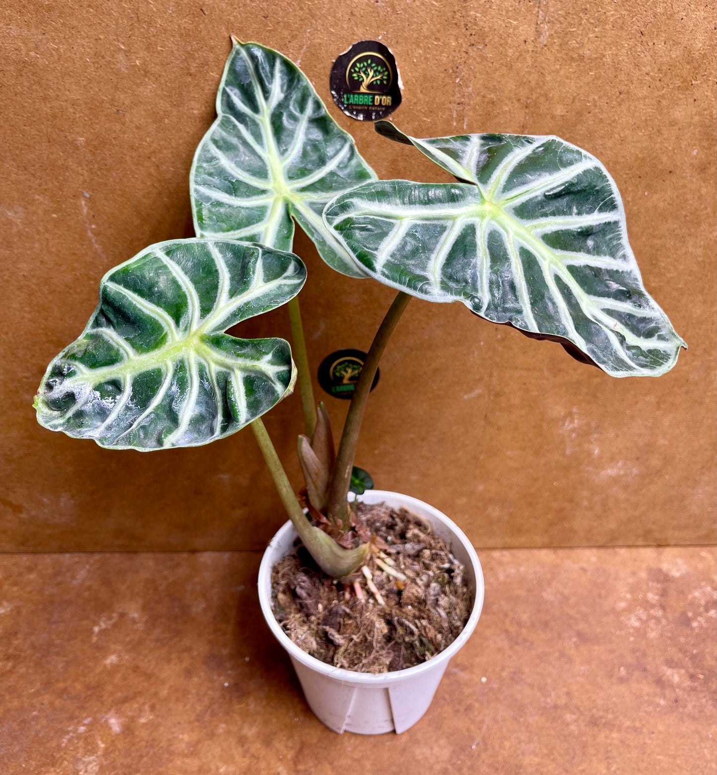 Alocasia balloon heart M