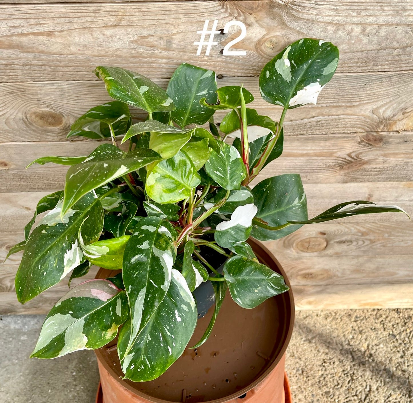 Philodendron white princess M