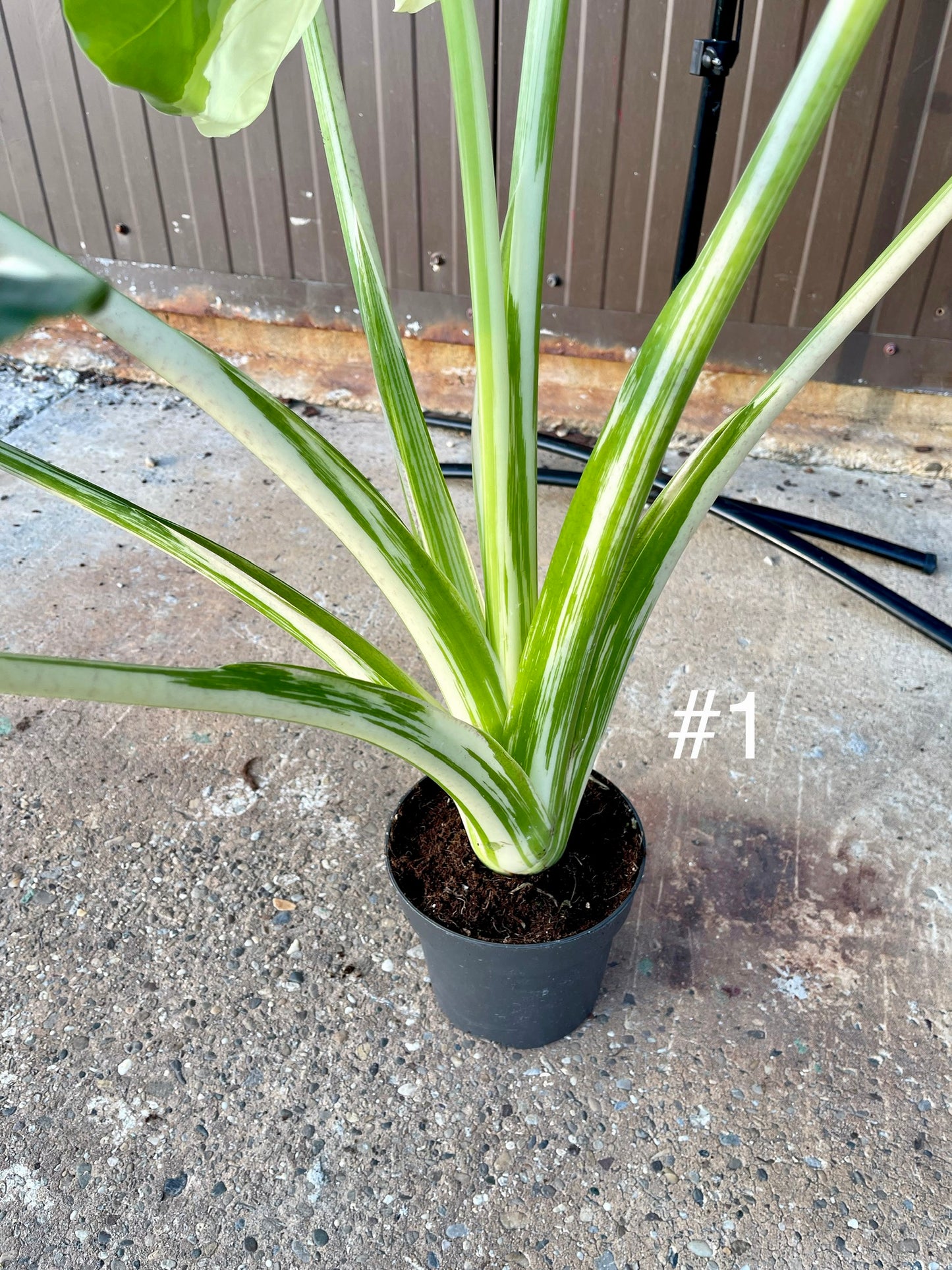 Alocasia macrorrhiza variegata XXL